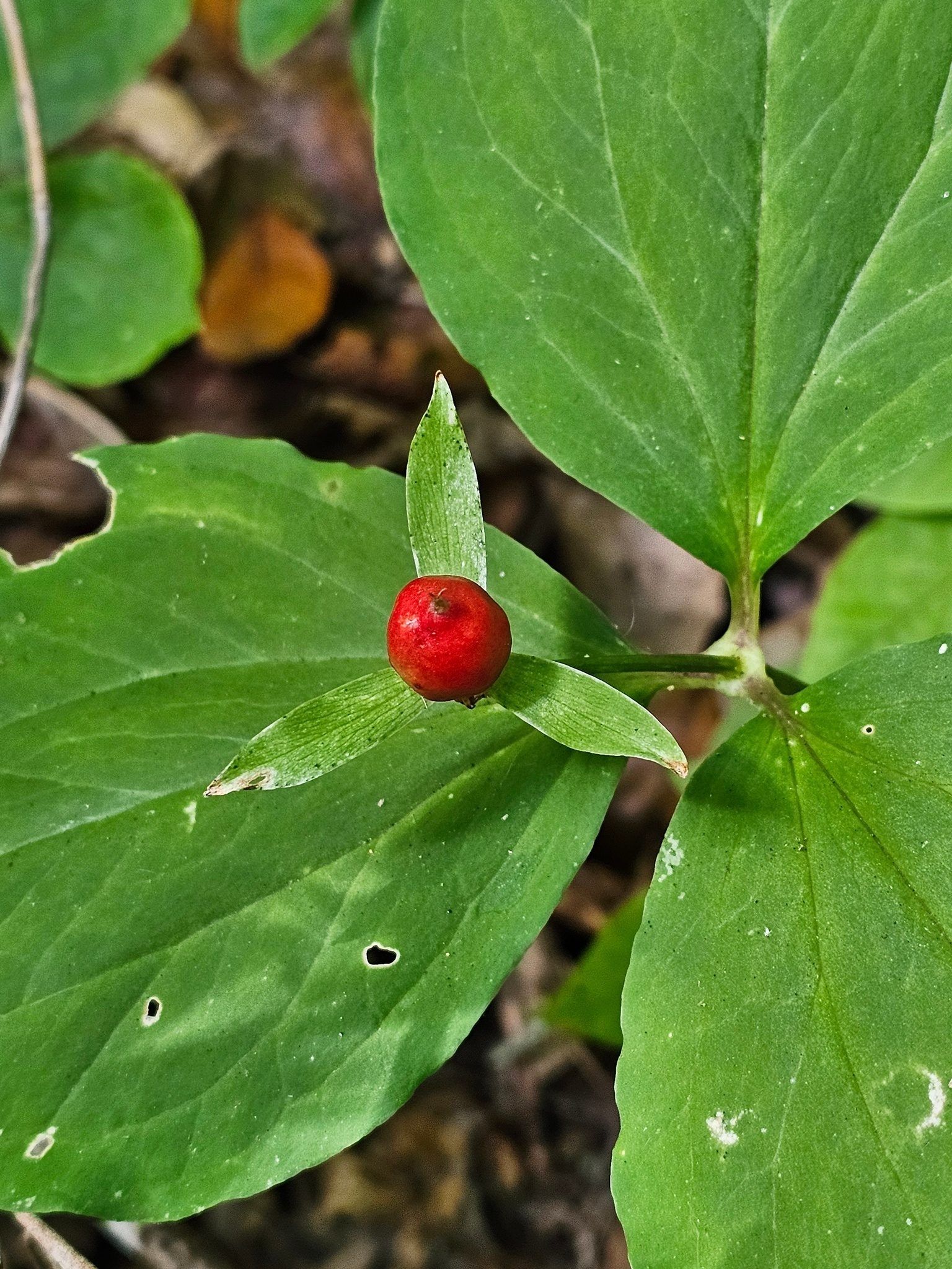 Don't always get to see the fruit/berry on a Painted trillium.