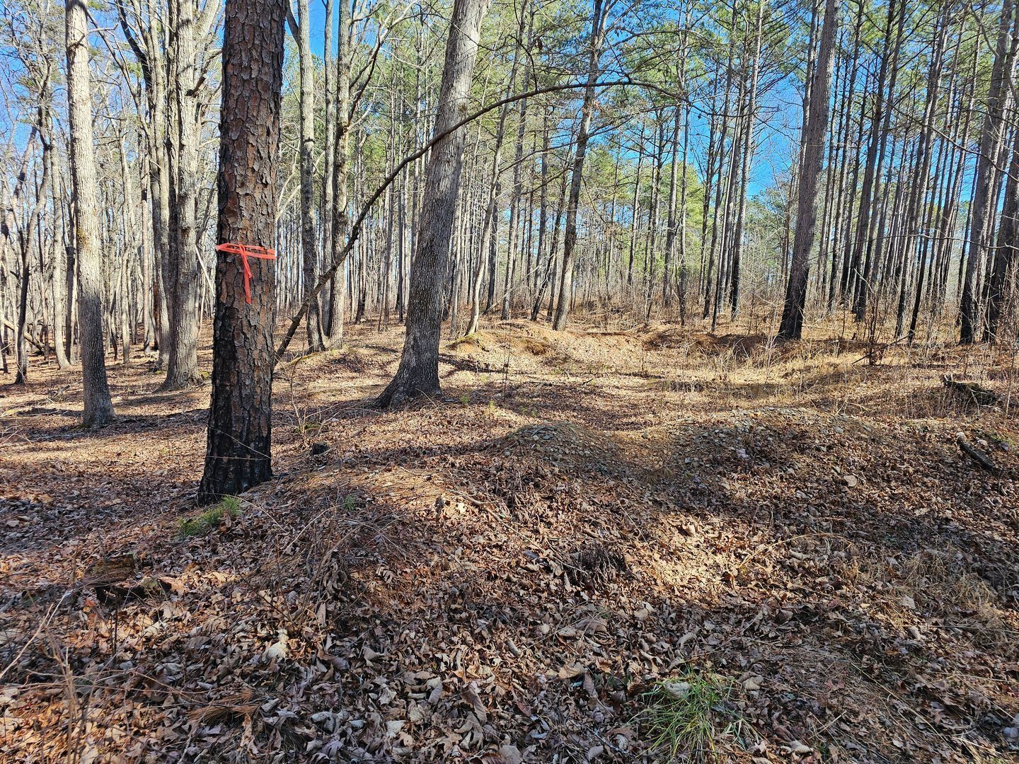 I have flagged the start of the alternate trail to Tabor Falls with a double wrap of orange survey tape.