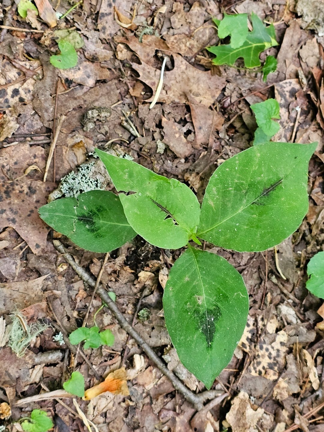 This Jumpseed with its unique leaf coloration caught our attention too.
