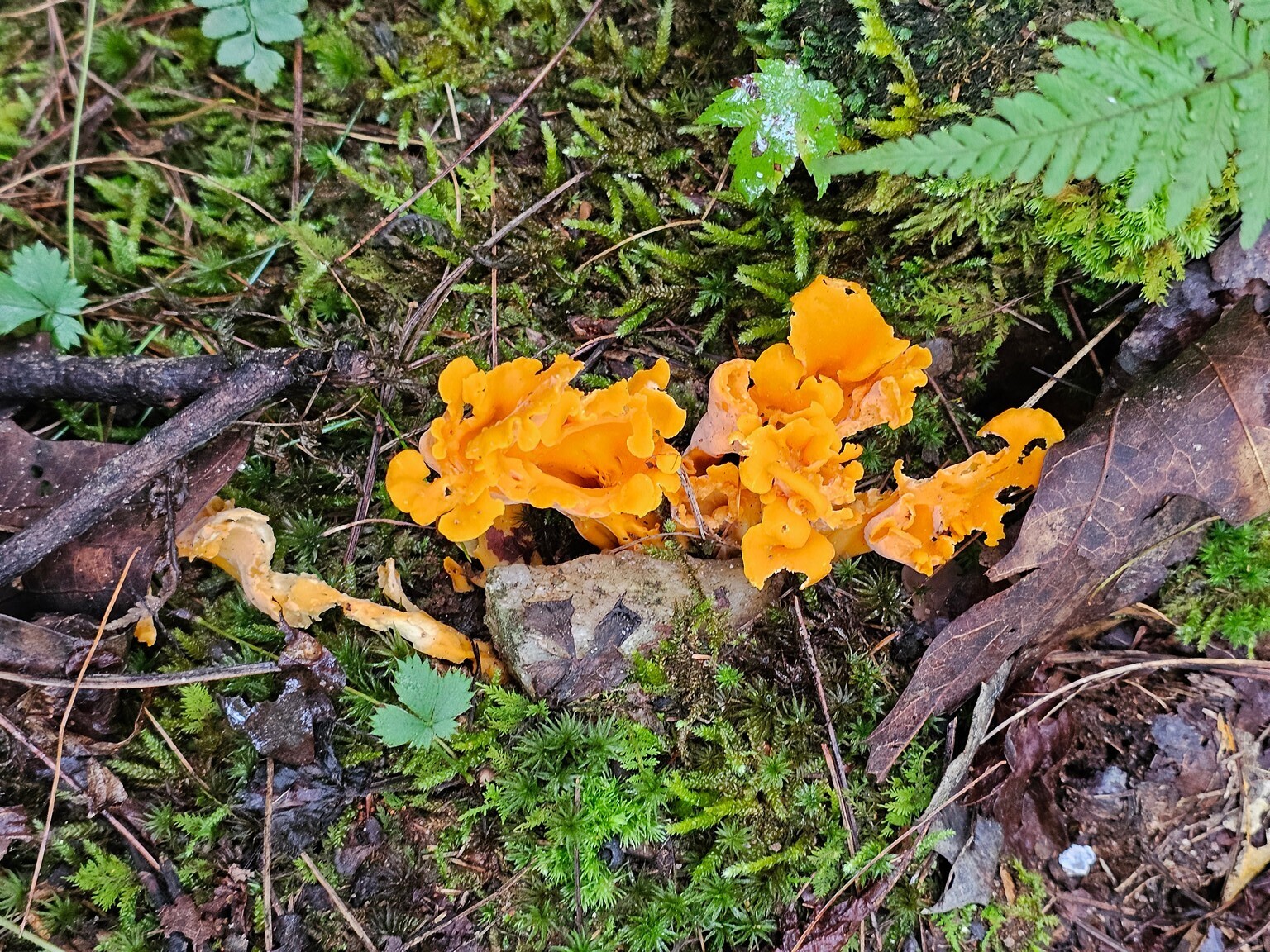 Perhaps this is Smooth Chanterelles fungus, Craterellus odoratus?