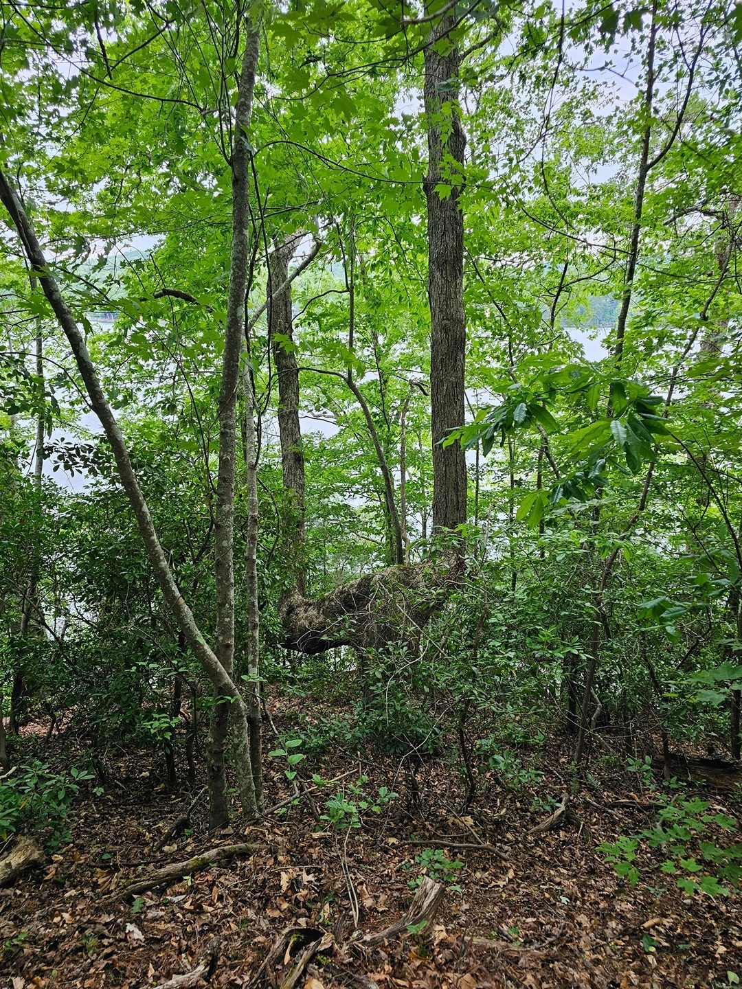 As we leave Raven Rock we pass by this unusual tree whose trunk has taken two paths up through the canopy.