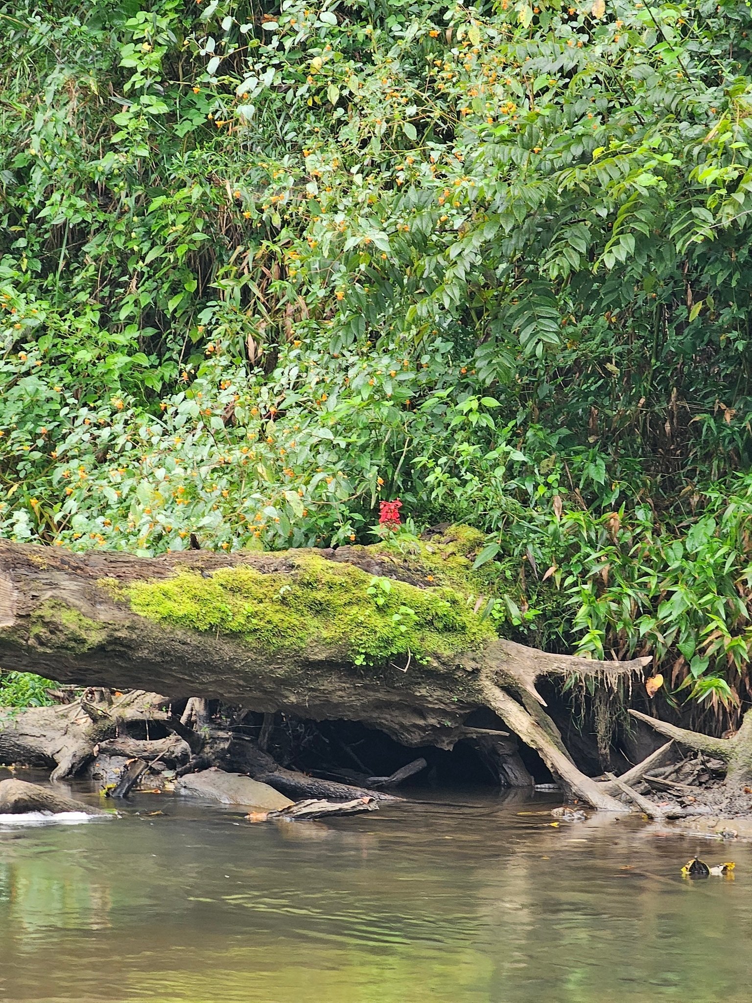 I believe Beth Hawkins spotted this Cardinal Flower on the west bank of the Little Tennessee River.