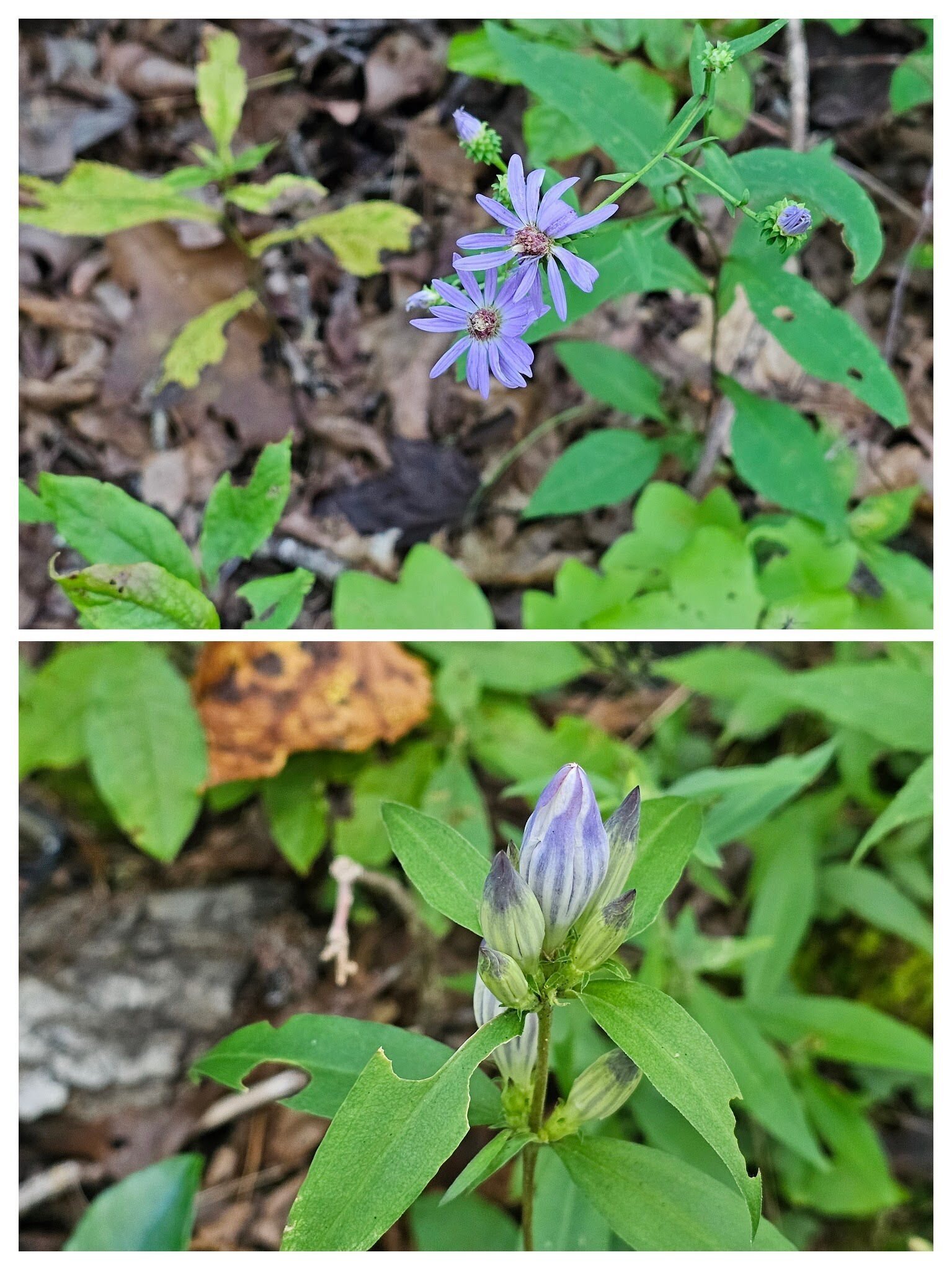 We saw these Blue wood-asters (top) and  Showy gentian frequently on the Clifftop trails.