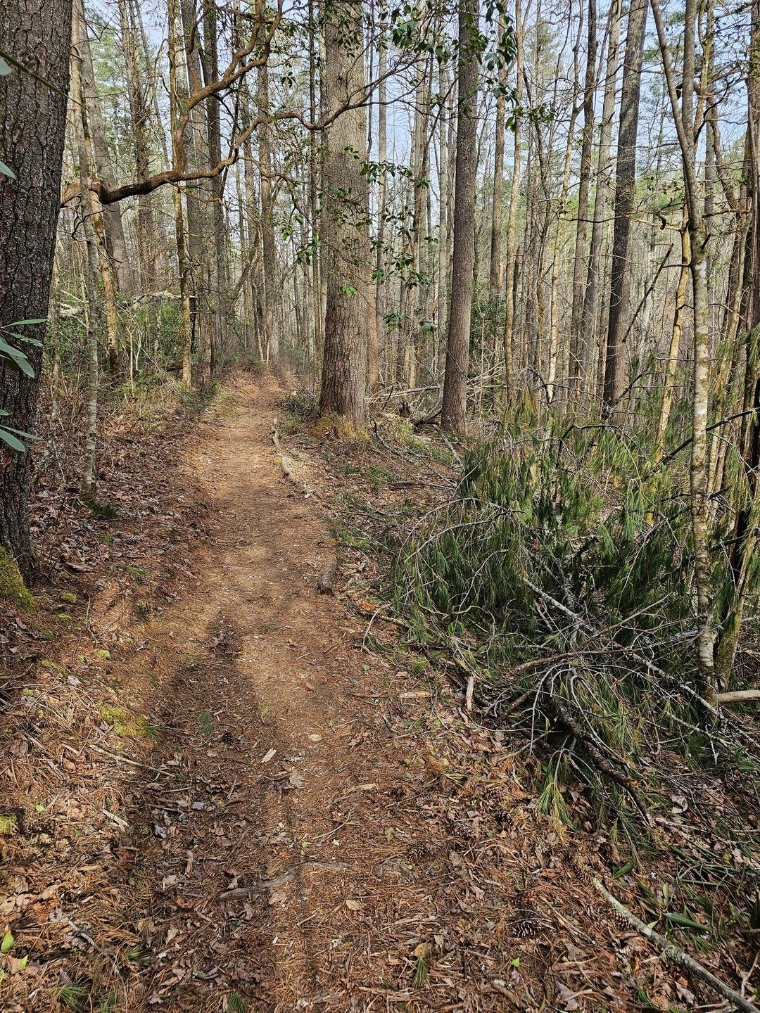 As you can see there is lots of fresh debris that has been cut and moved off the trail.