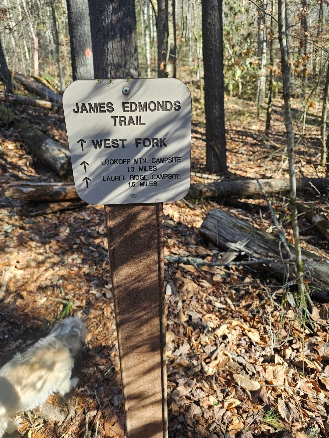 We start our second loop on the West Fork of the James Edmond Trail, a bit steeper as we found out than the East Fork.