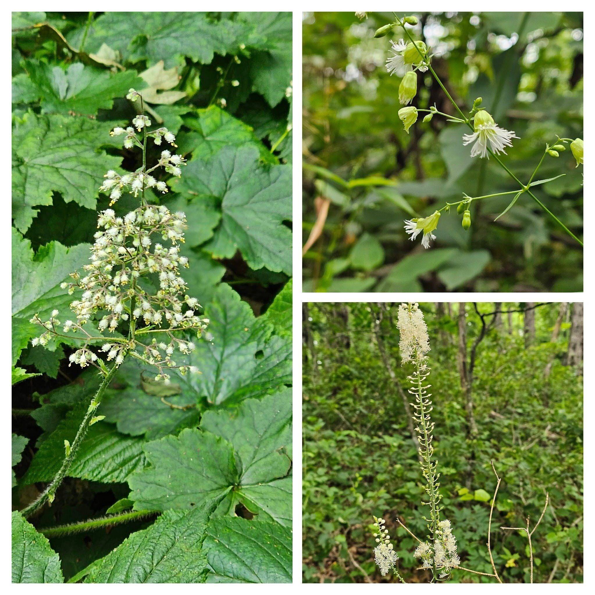 Interesting while wildflowers: UR: Starry Campion; LR:: Black cohosh; L: Hairy Alumroot