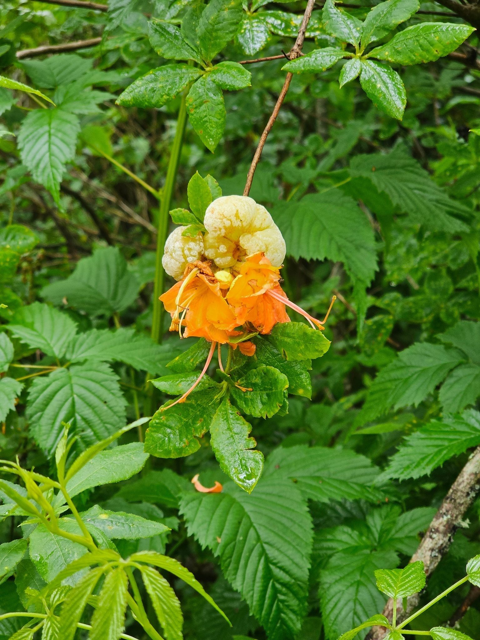 These azalea galls are always a curious sight.