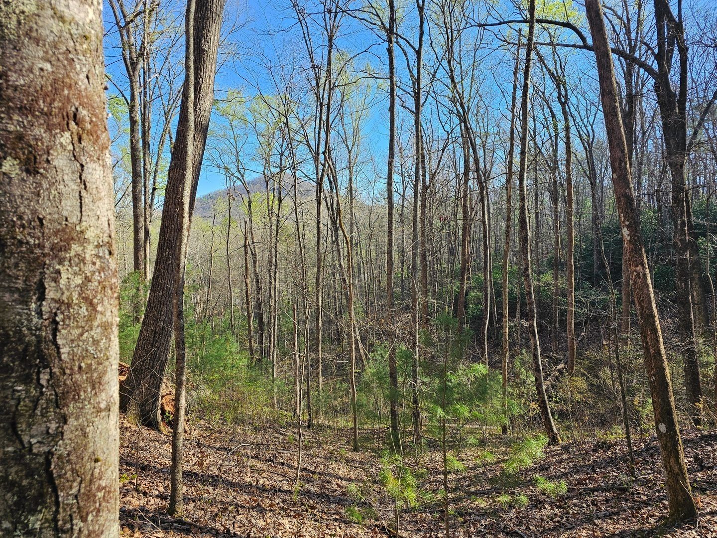 Some views through the trees along the trail.  That's Wallahlah Mountain in the backkground.