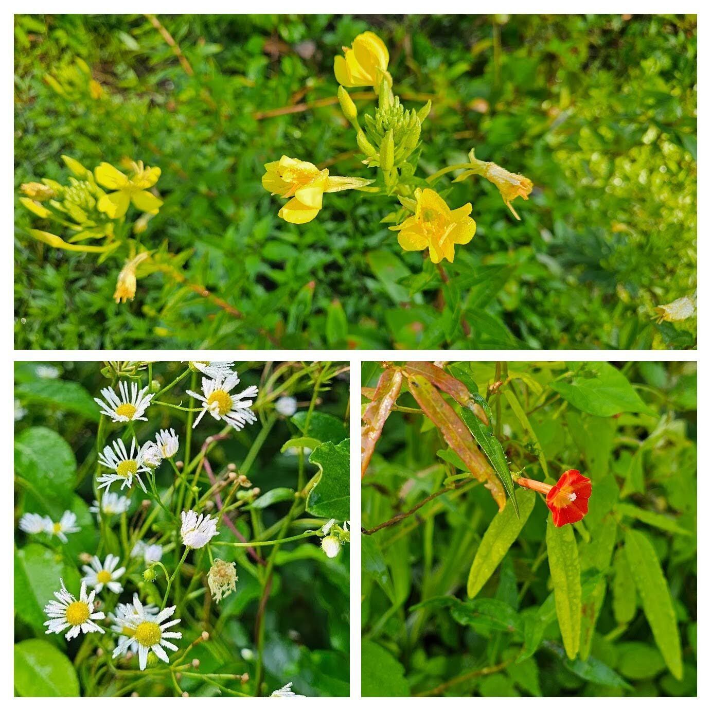 More wildflowers: Top: Evening Primrose Genus; LR: Red Morning Glory; LL: Daisy Fleabane