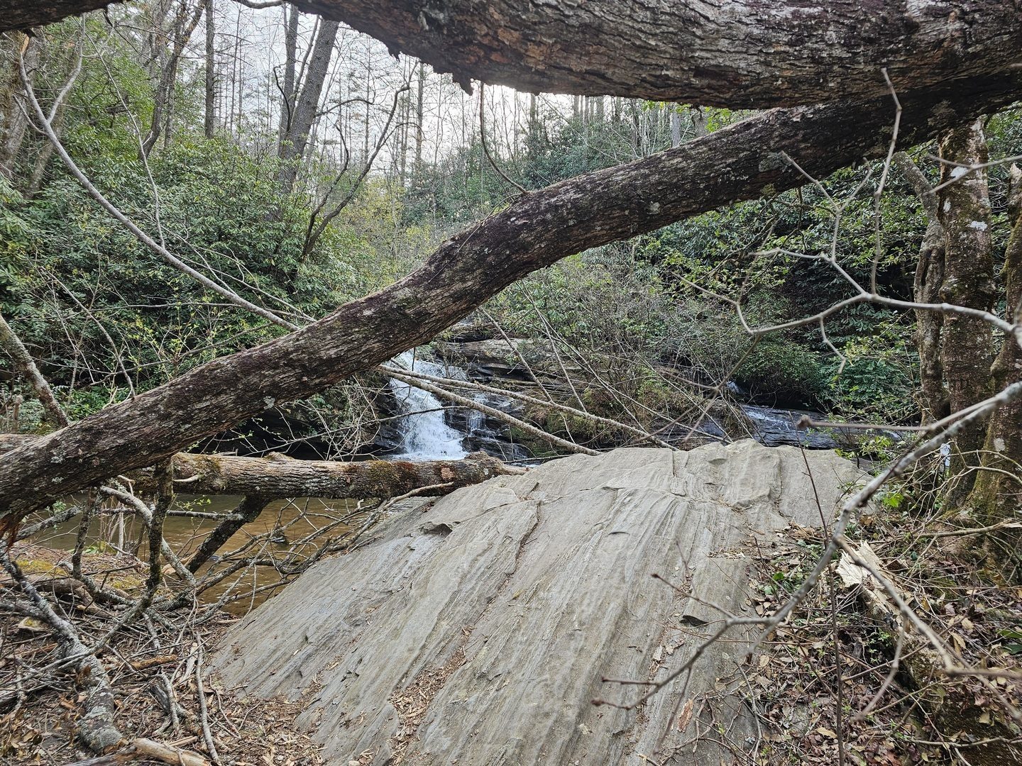 It's going to take some time to clear the two very large trees lying across the area in front of the Pigpen Falls.