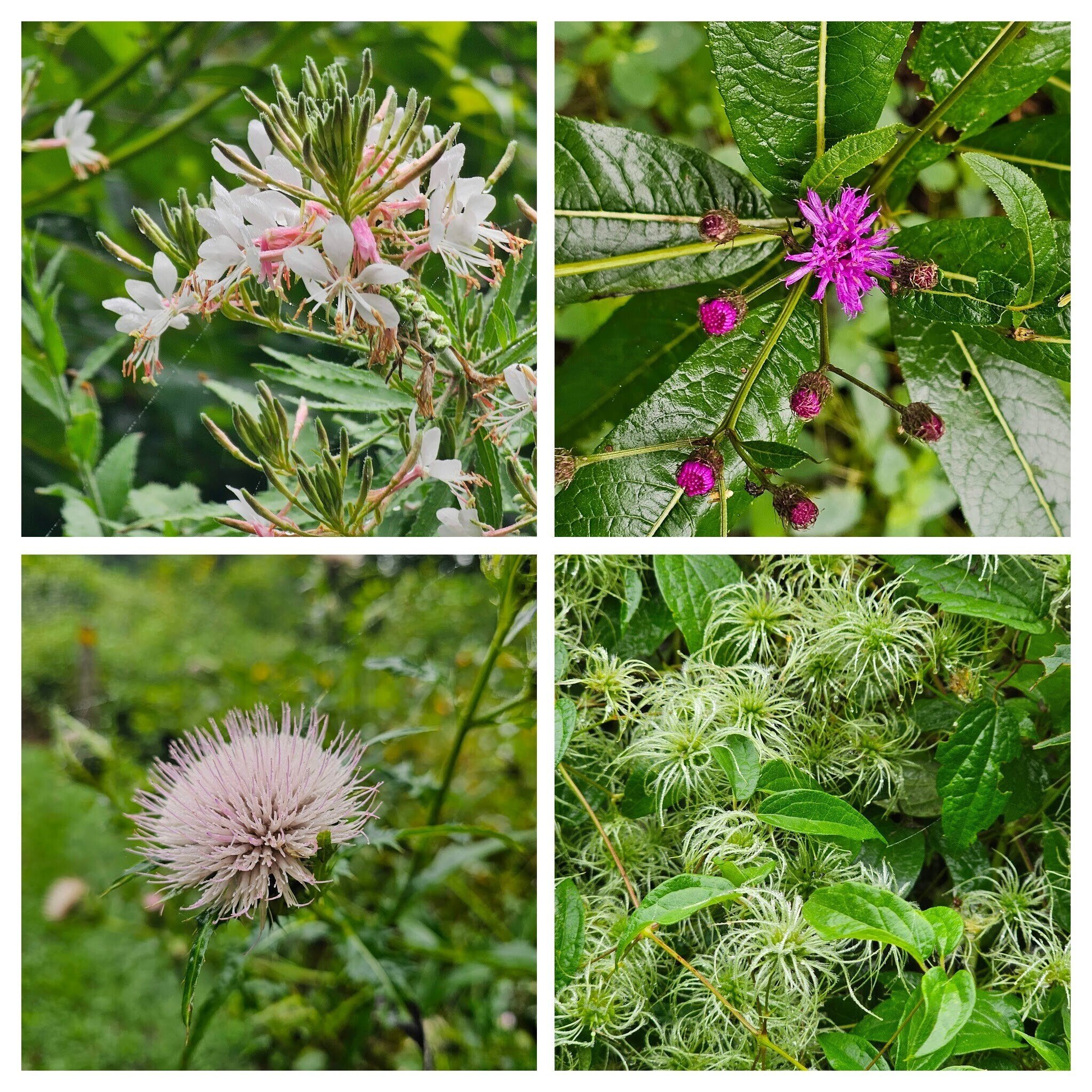 But there were lots more: UL: Large flower gaura;  UR: New York ironweed; LR: Virgin's Bower; LR: Plume Thistle