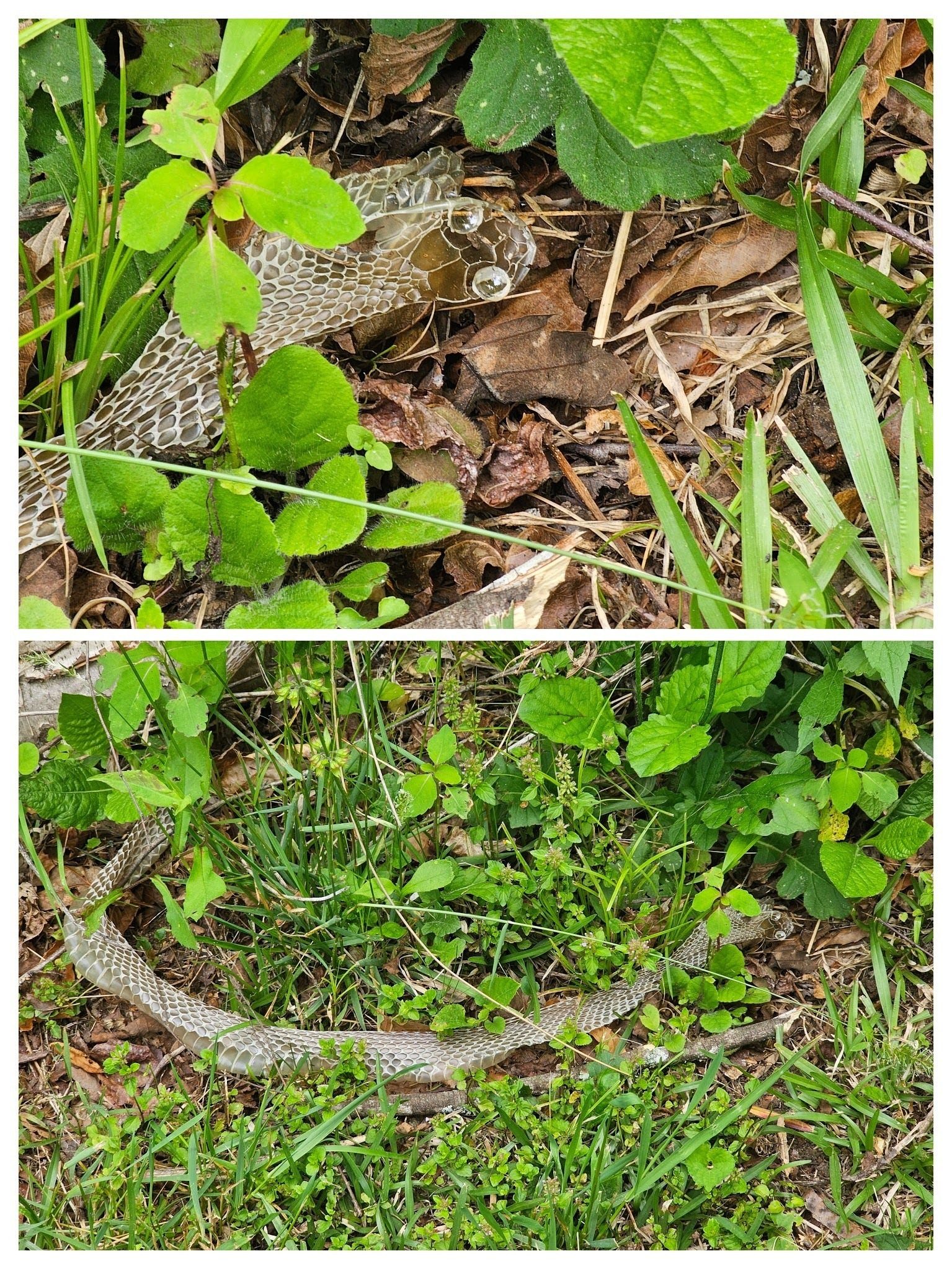 Found along the first section of the Wetland Loop.