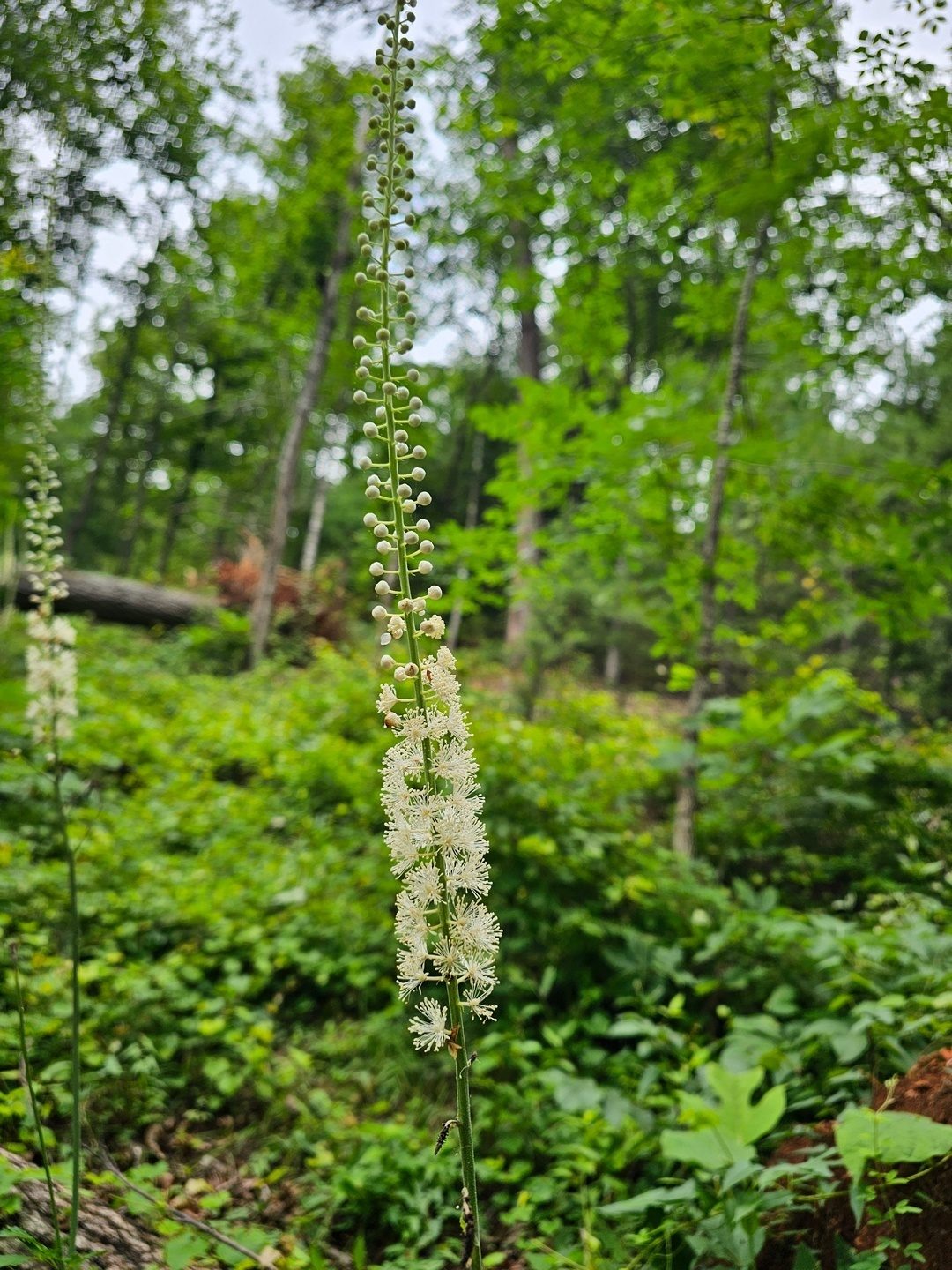 The spires of this Black cohosh were really impressive.