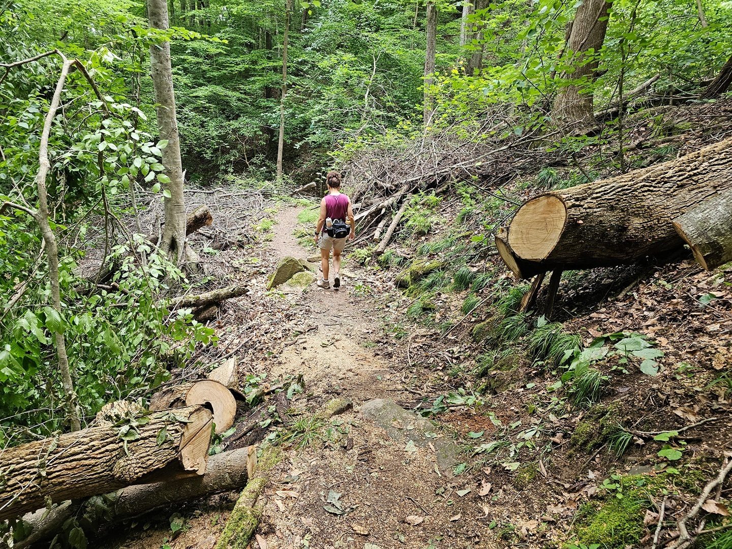 We lucked out with this reported blowdown having been cleared before we encountered it.