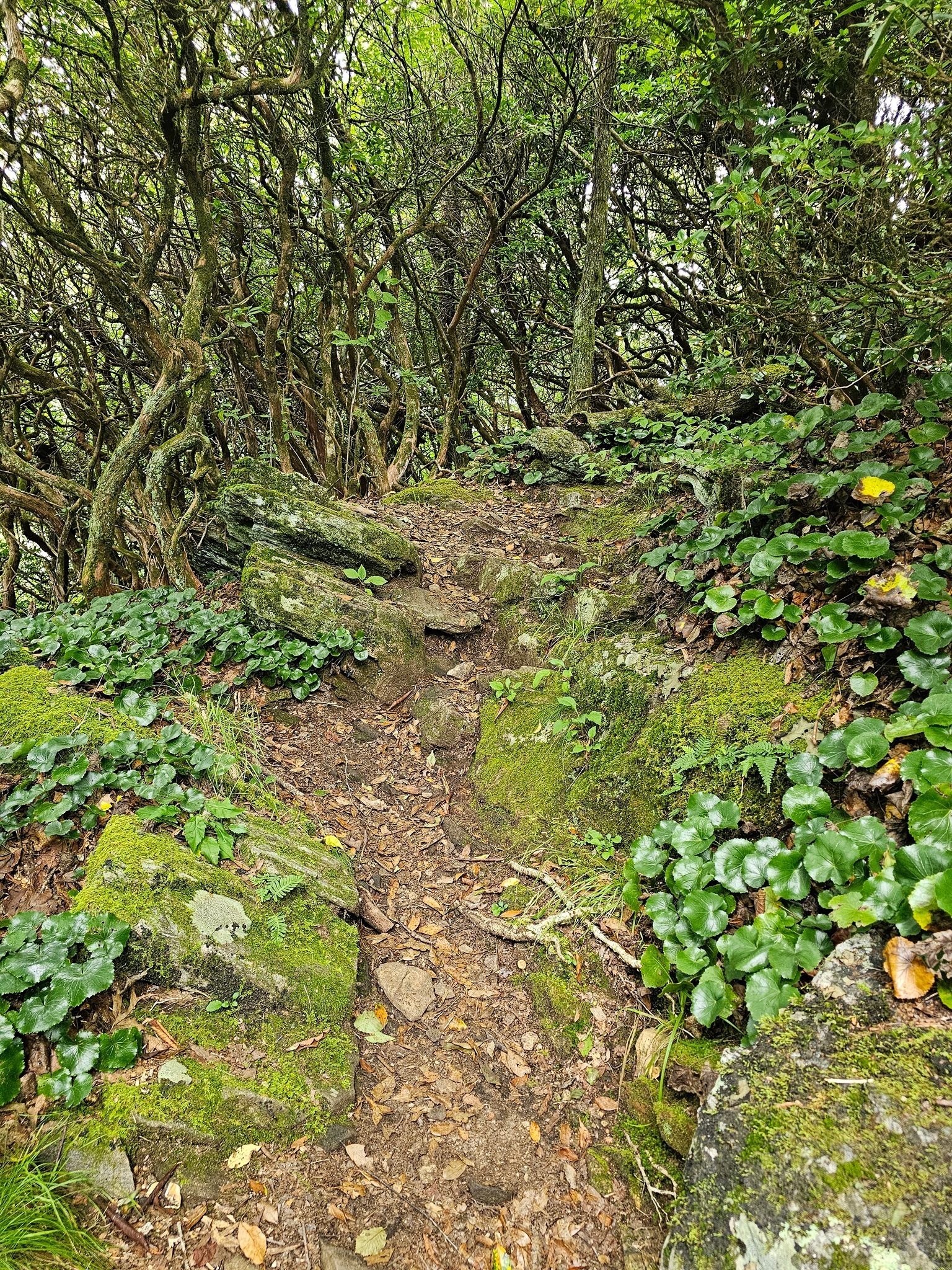 It's a rocky somewhat steep decent to the shelter from the peak.