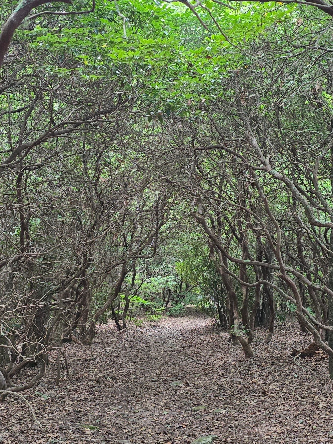 Passing through a spooky Rhododendron tunnel.  Photo by Jane Voss.