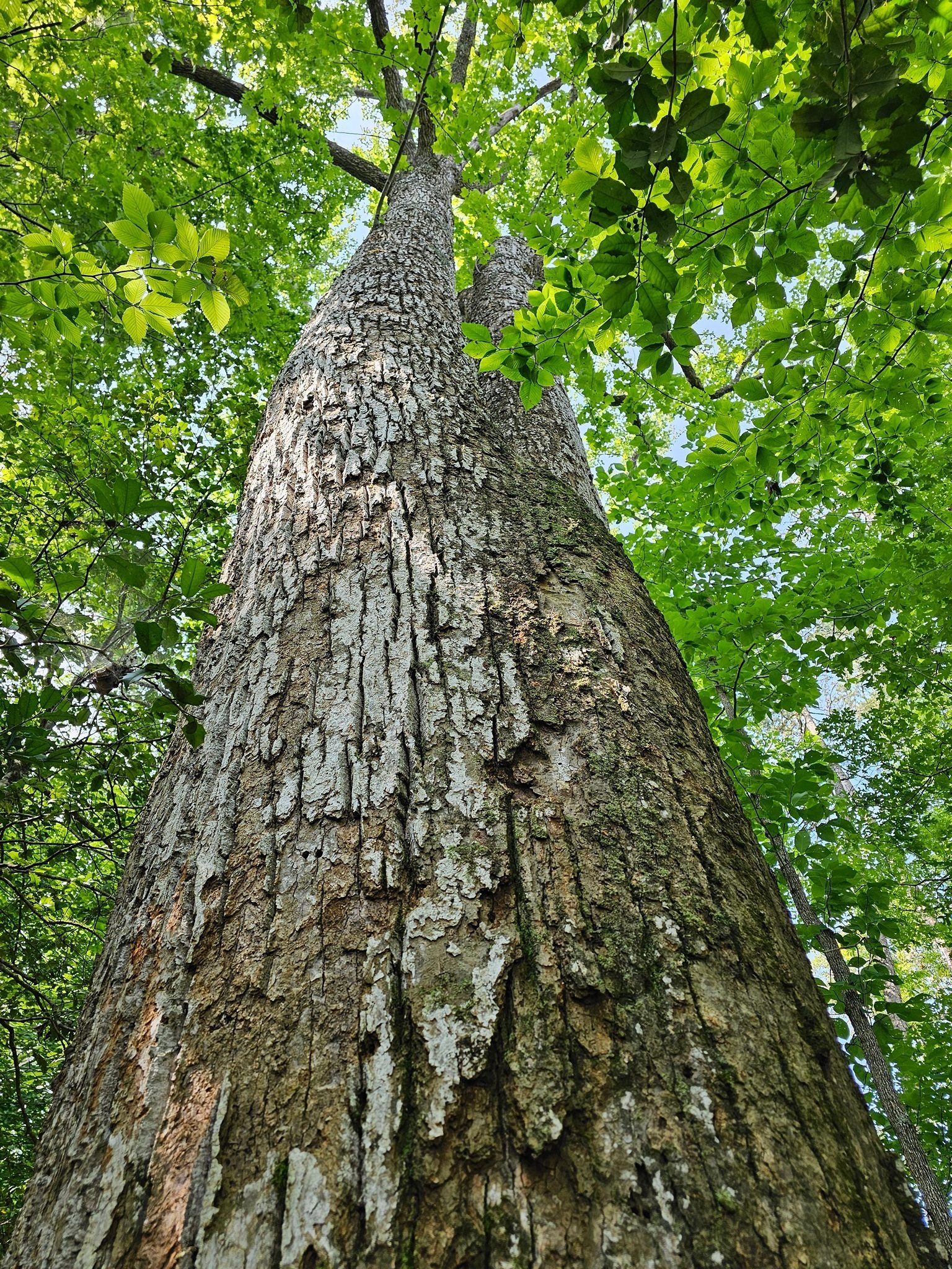 One of several large and very tall oaks??? that we saw along the trail.  This one was 52+ inches in diameter.
