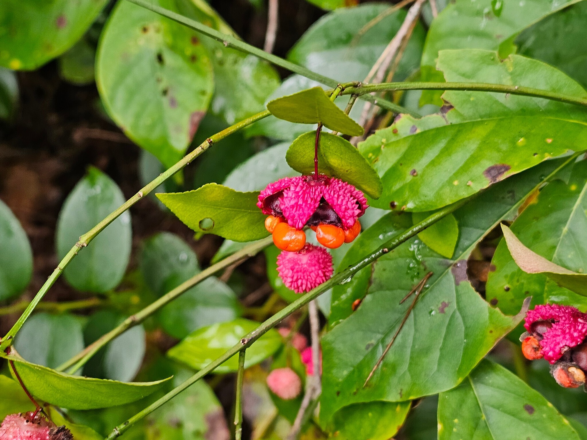 Beth spotted this Hearts-a-burstin' along the trail.