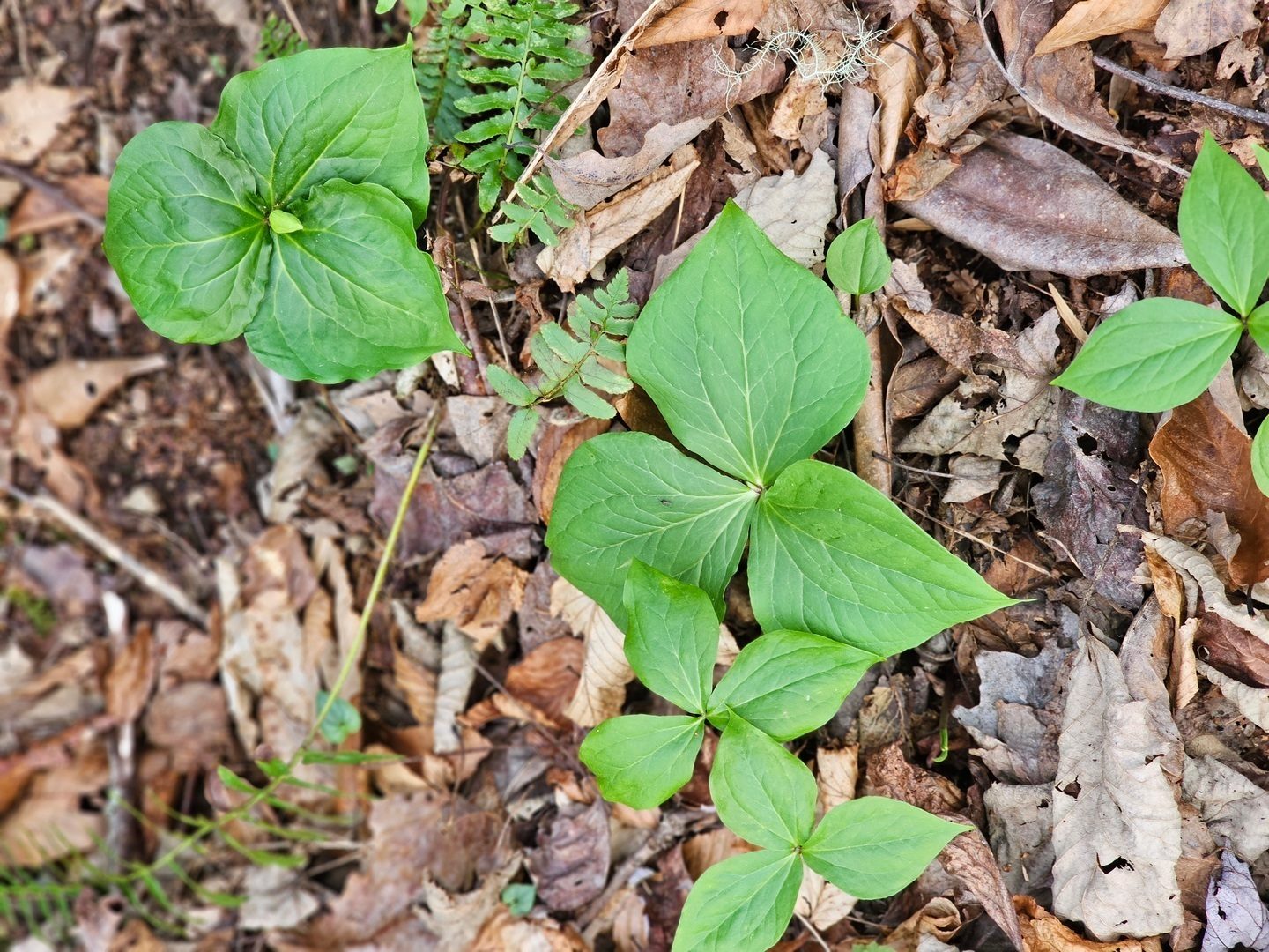 The Trillium is not quite in bloom yet.