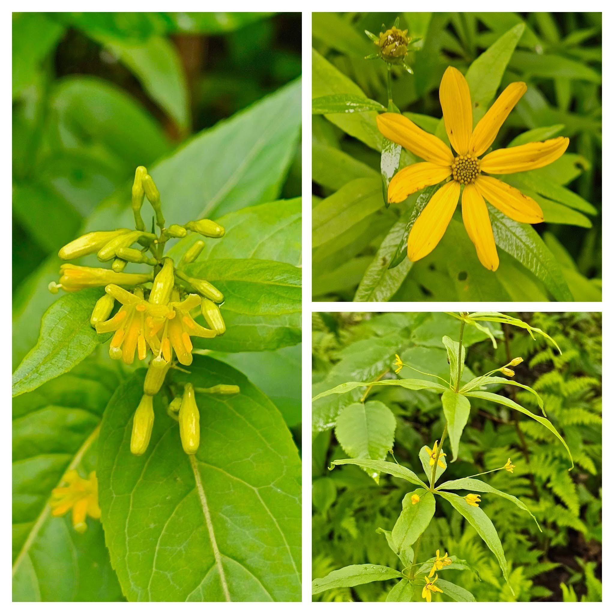 It's a good day for yellow wildflowers: Left-Southern bush honeysuckle; UR-Coreopsis; LR-Whorled yellow loosestrife