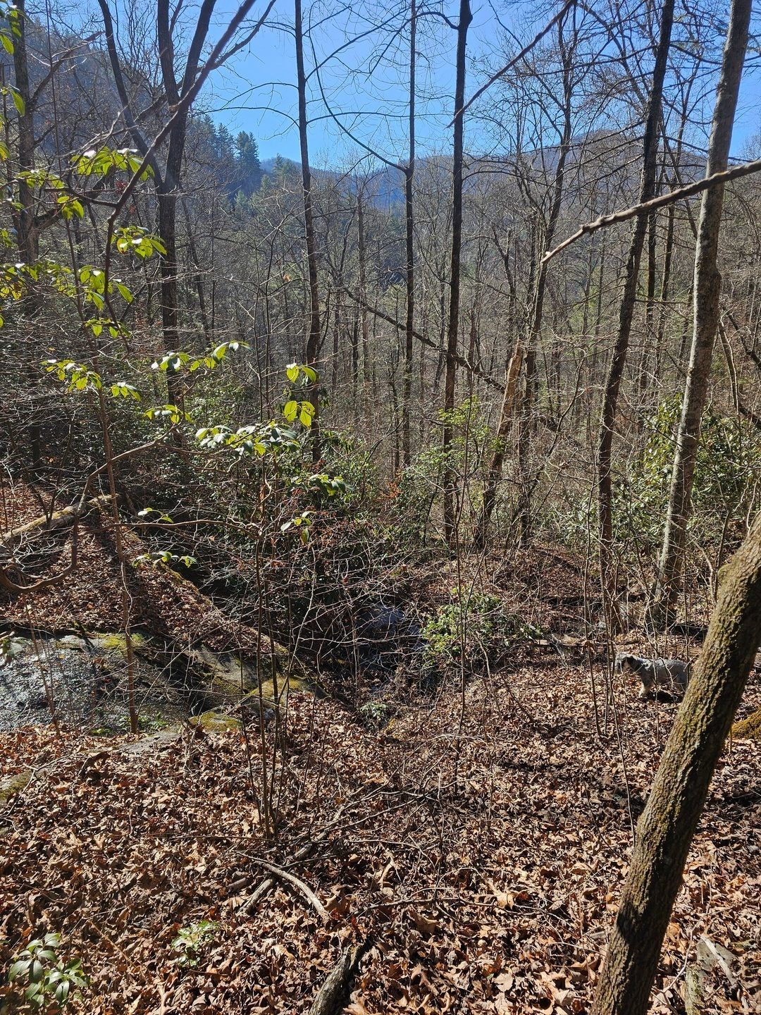 However we did encounter this one recent blowdown that we pushed our way through.