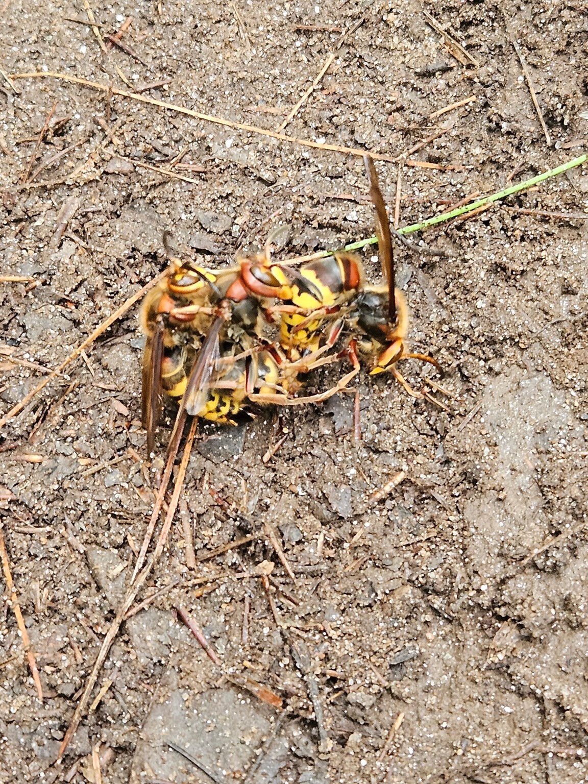 Sue Vaughn spots a couple of European Hornet ganging up on another hornet.