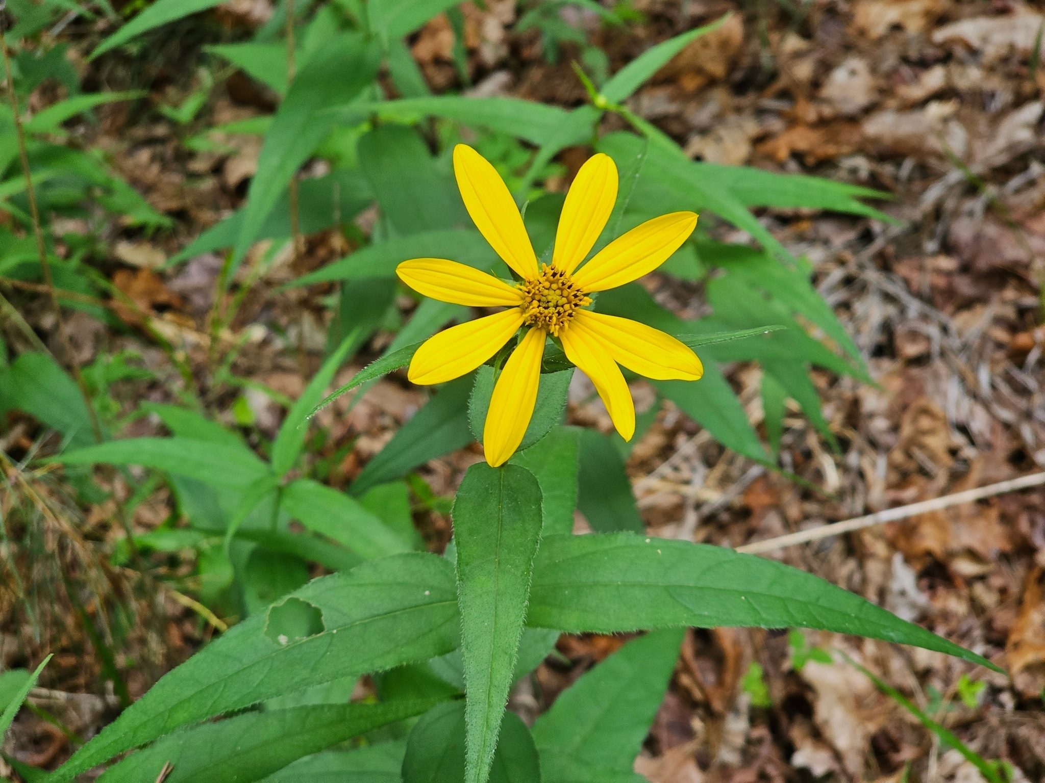 A very nice sunflower along the old road heading on to the trestle.