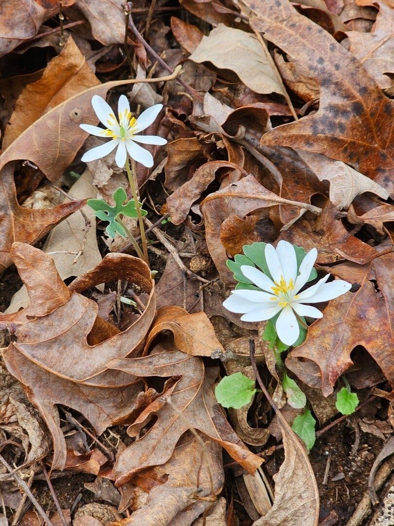 Blood Root is always a nice early spring sight.