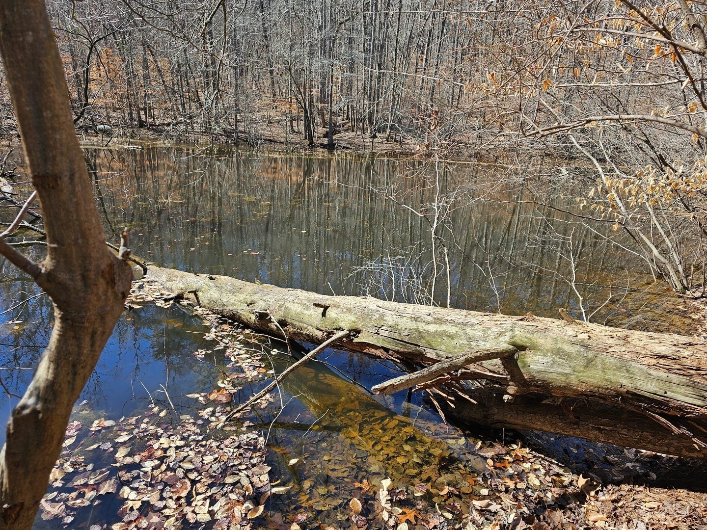 What, no turtles sunning today?