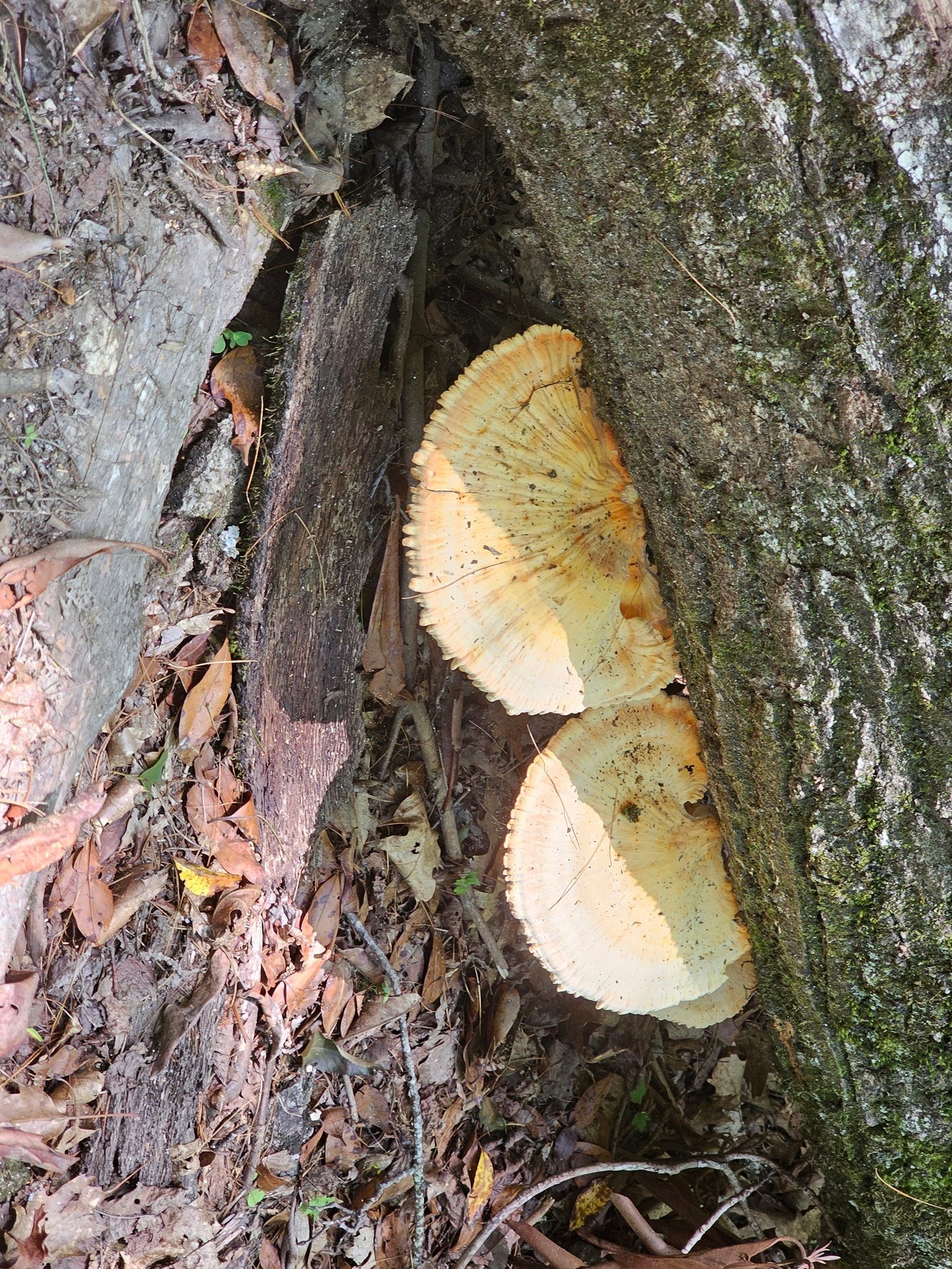 This area likes to grow large mushrooms.