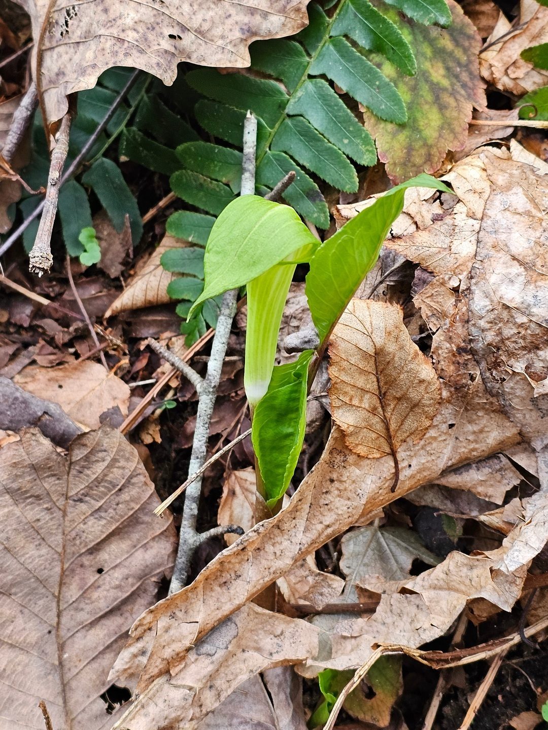 A small, but still nice Jack-in-the-pulpit.