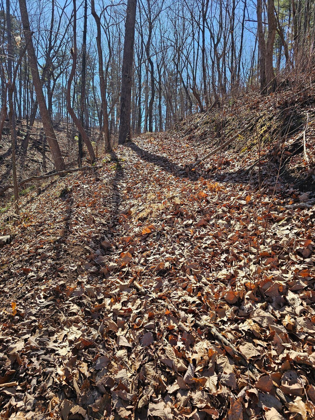 A fairly steep climb up the trail  from the west side of the creek feeding Tabor Falls.