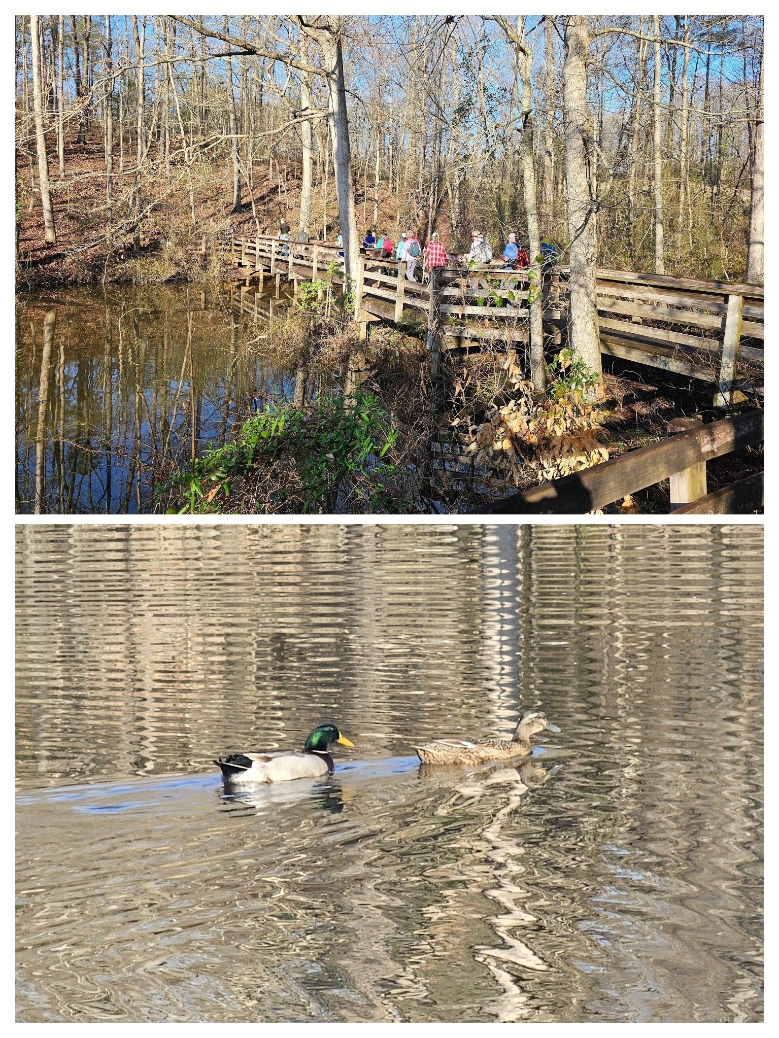 As we cross the bridge across the pond, we are warmly greeted by "The Mallards," official park hosts.