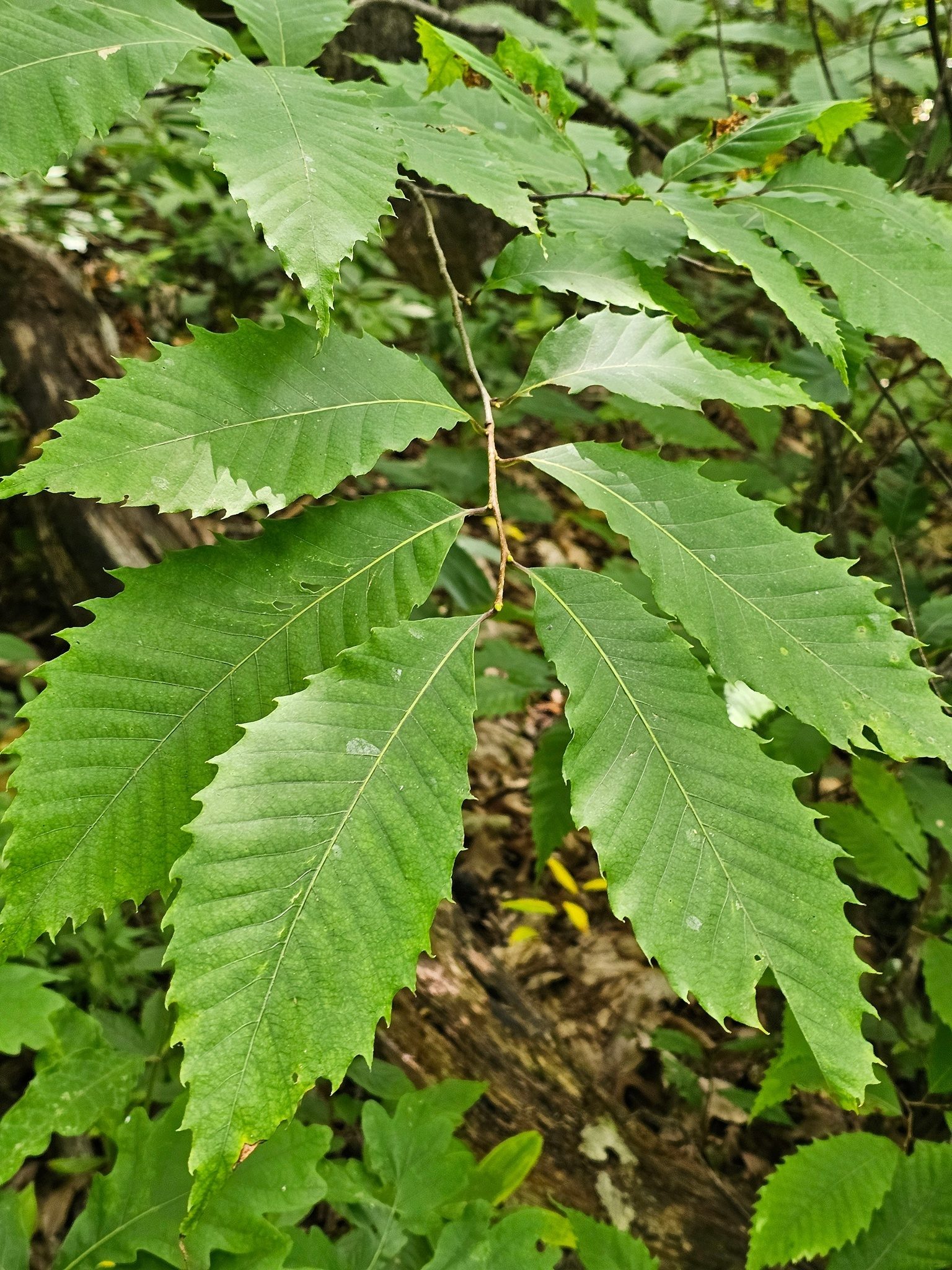 So here's the question of the day.  Is this an American Chestnut or Chinquapin?