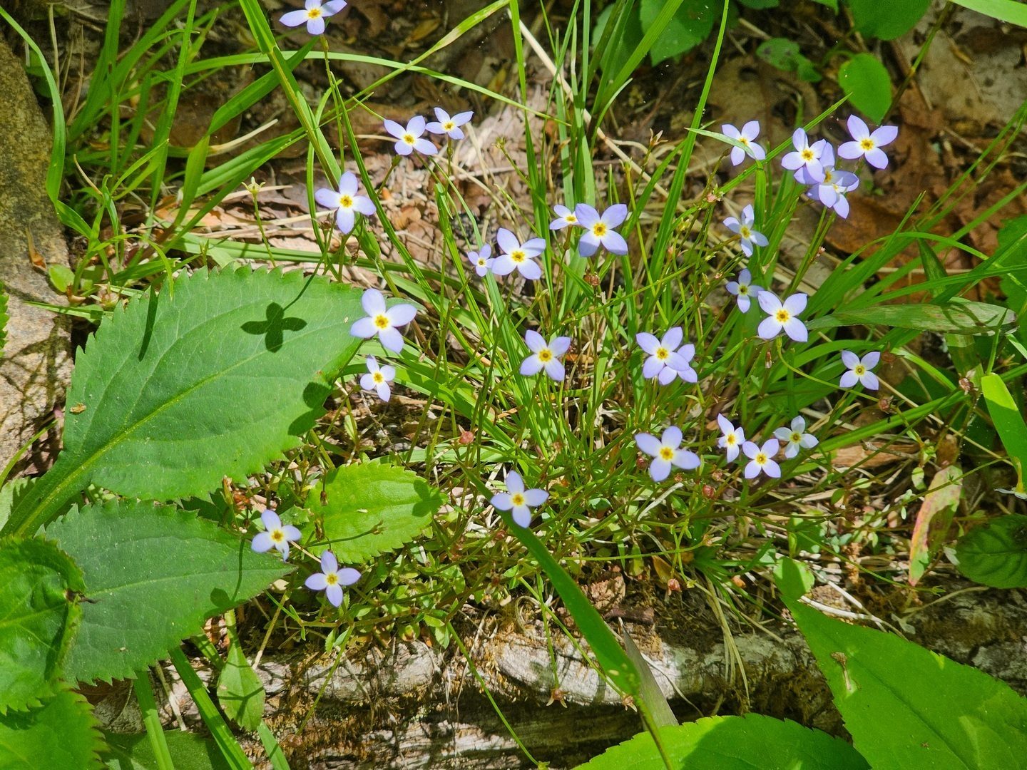 Gotta love these Bluets.