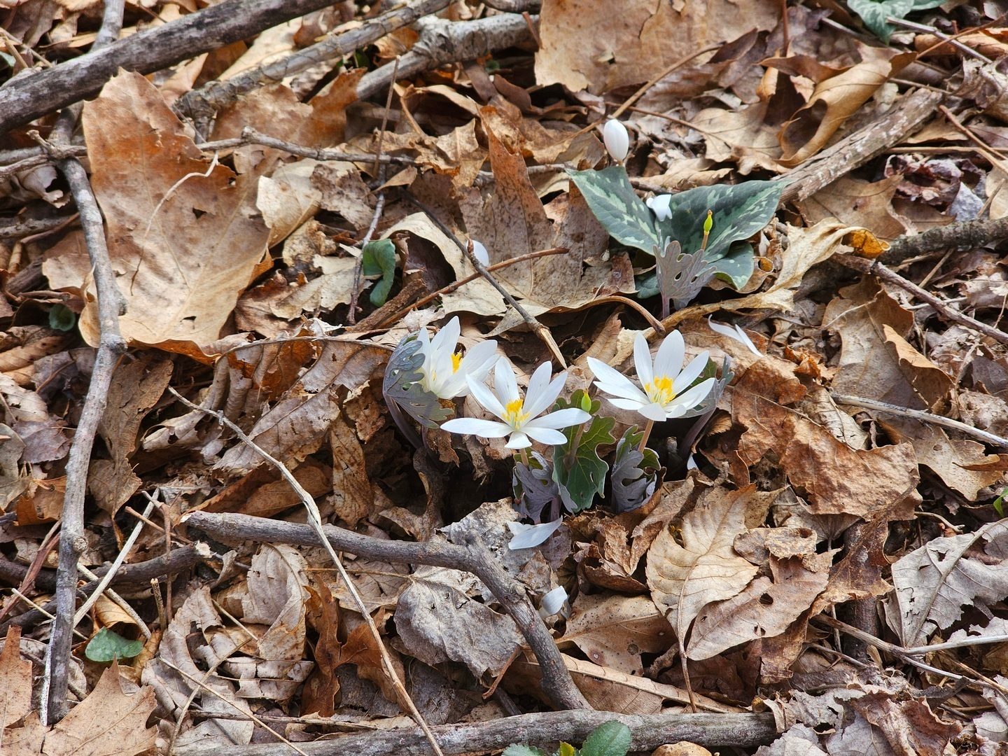 Some Blood Root too.