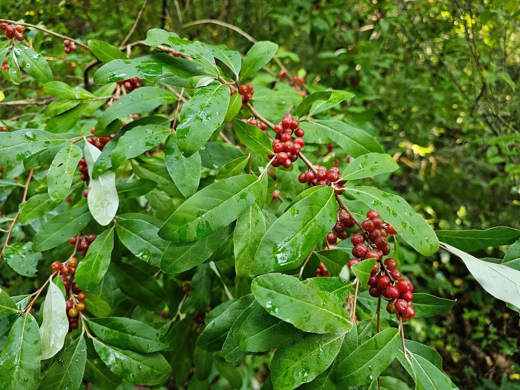 We spotted these pretty, but invasive, Eastern Asian, Autumn Olives whose berries can be cooked down and eaten as jellies and jams.