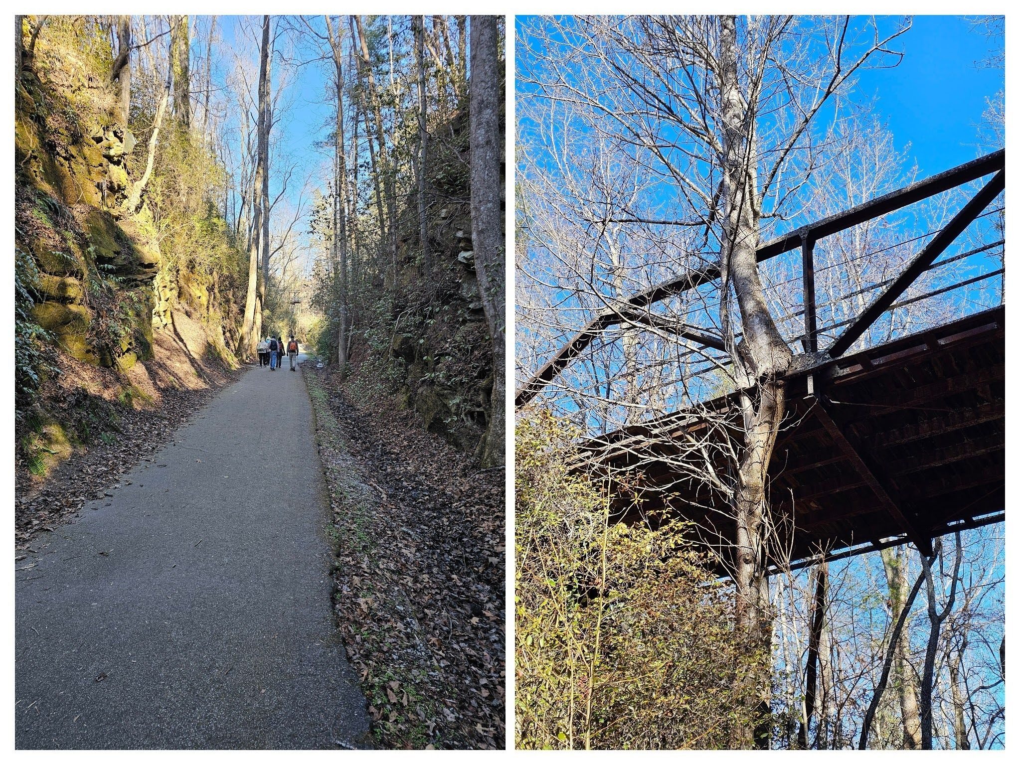 Continuing through the deep rock cut of the Short Line Trail we pass under an old bridge with an interesting American Sycamore tree growing through its structure.