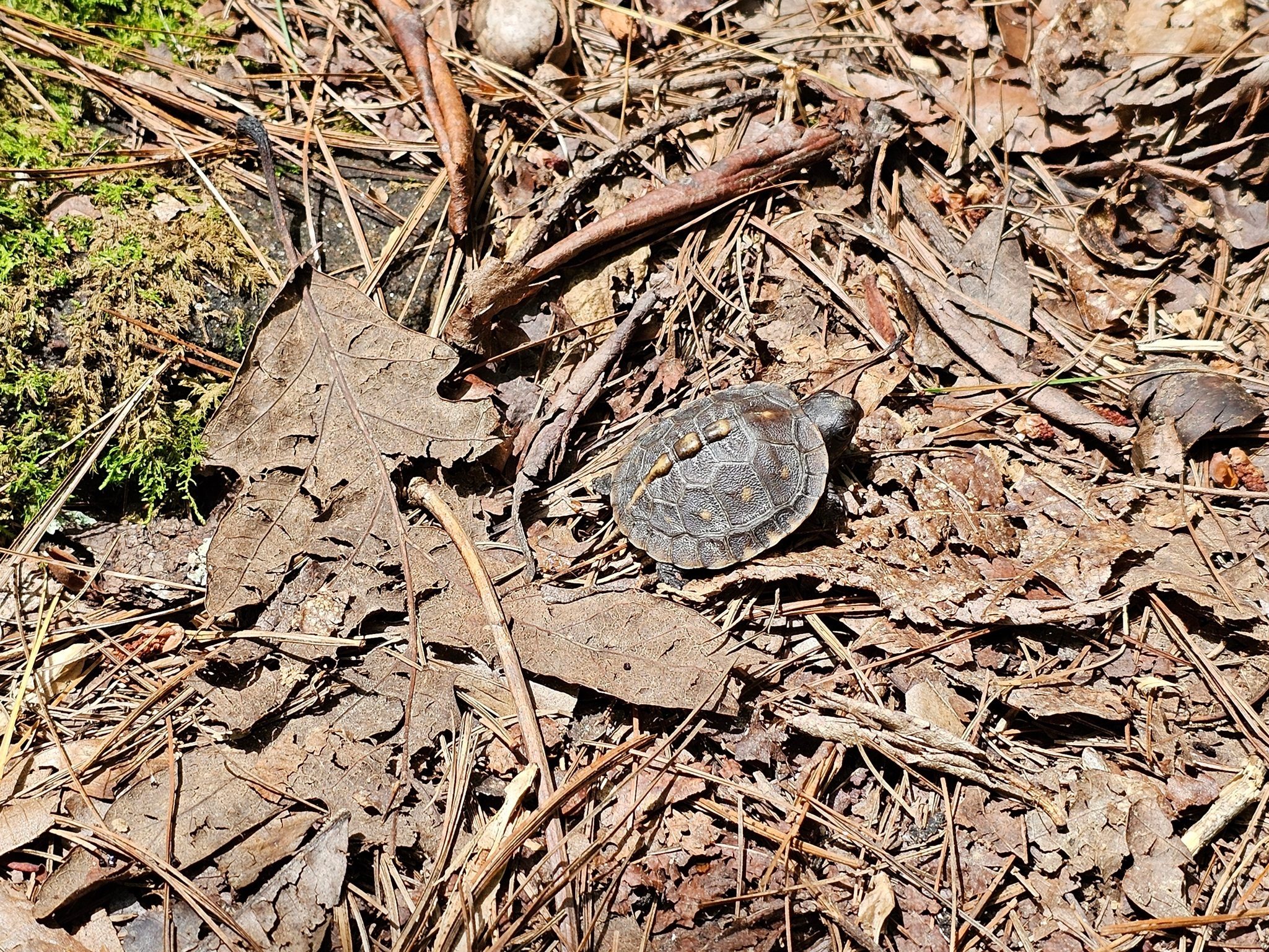 Matt spotted this tiny juvenile Eastern Box Turtle crossing Dead Man's Trail. Judging by its size, this youngster likely hatched within the last year or two.