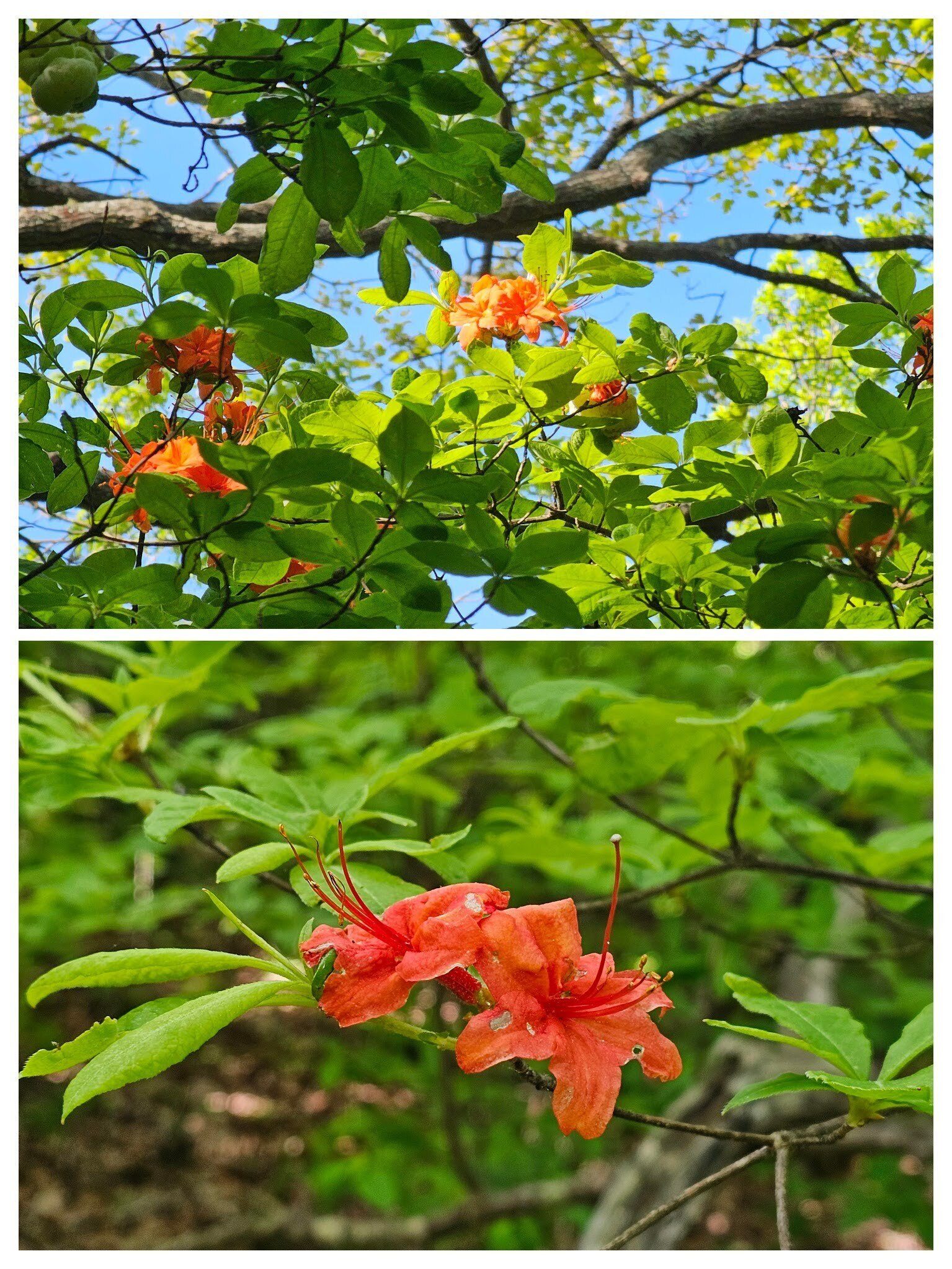 This Plum-leaf azalea that we first thought was Flame azalea was mostly found along the first two miles of our approach hike on the Duncan Bridge Trail.