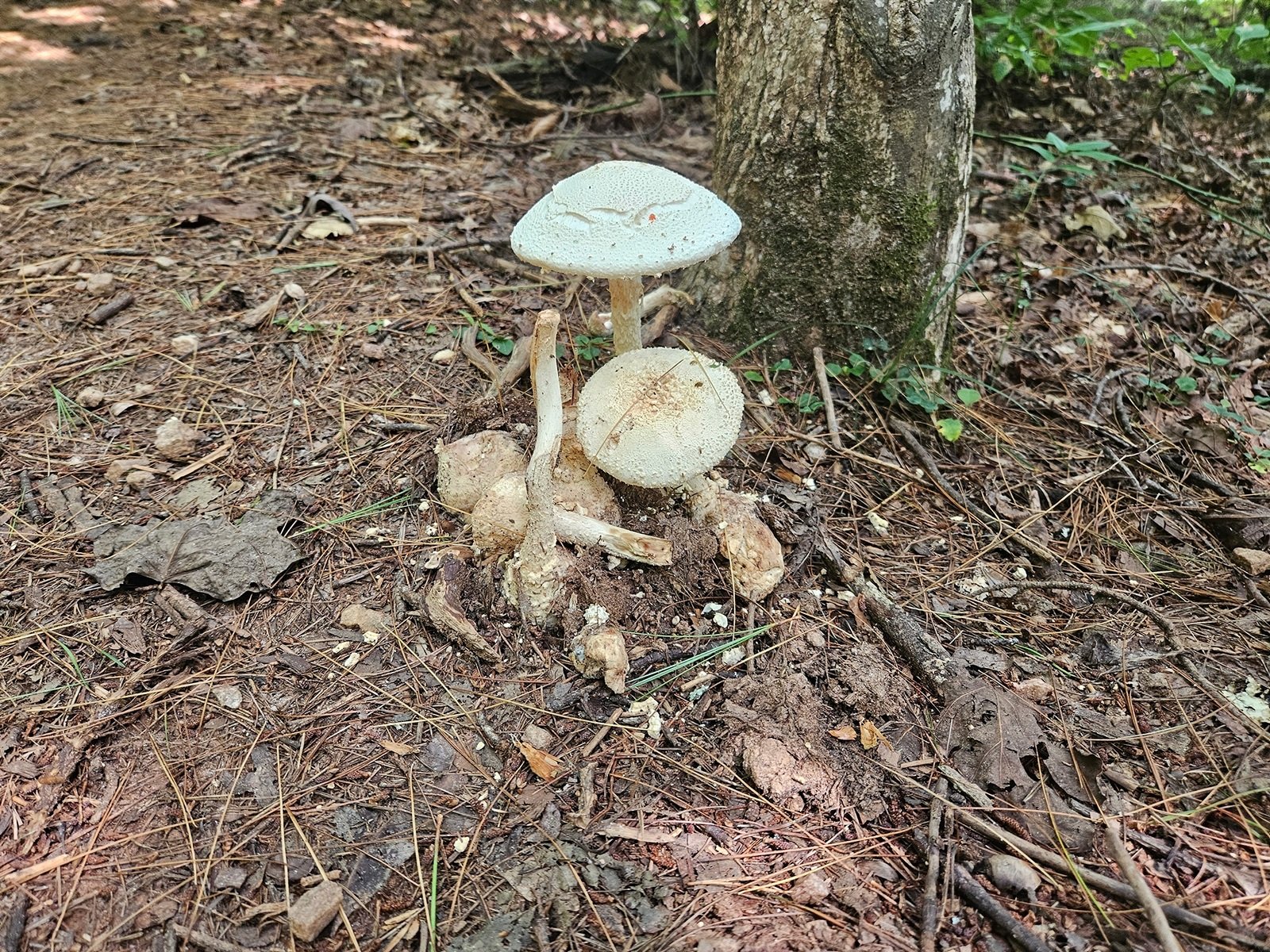 More mushrooms