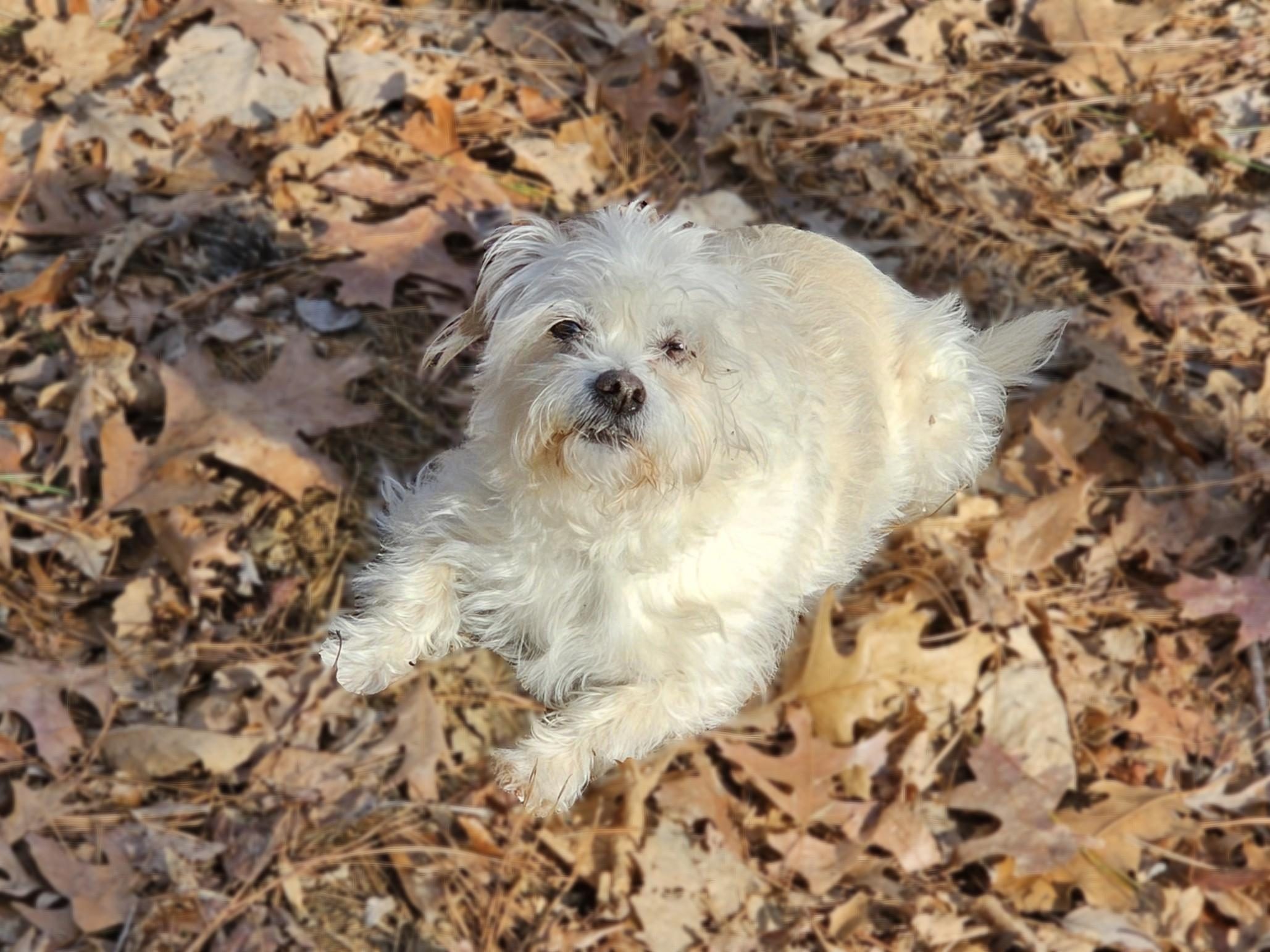 Darn right I'm cute . . . and a great hiker, too!