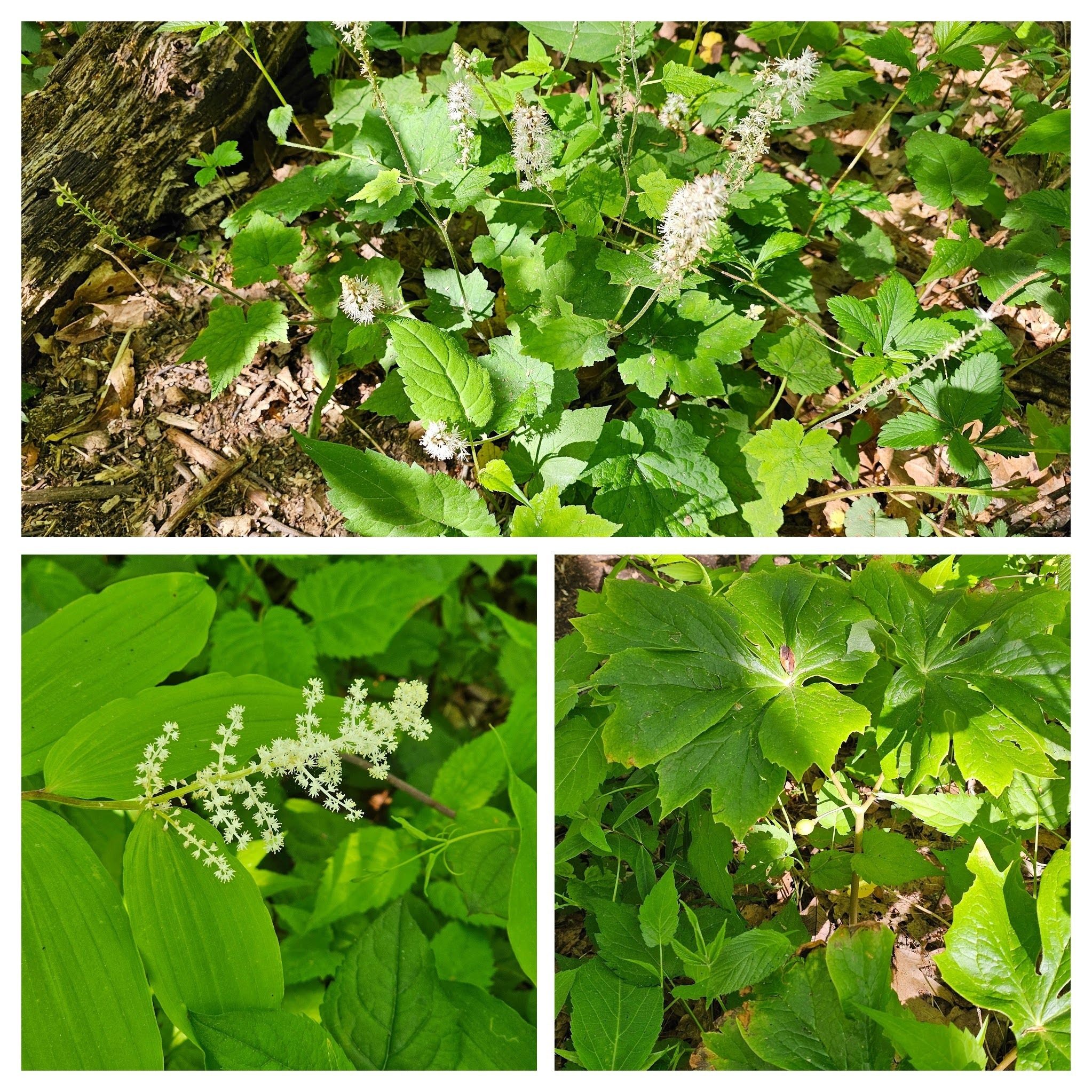 Top: Foam flower; LR: Mayapple with fruit; LL: False Solomon's Seal. We did see true Solomon's Seal but the photos were not acceptable.
