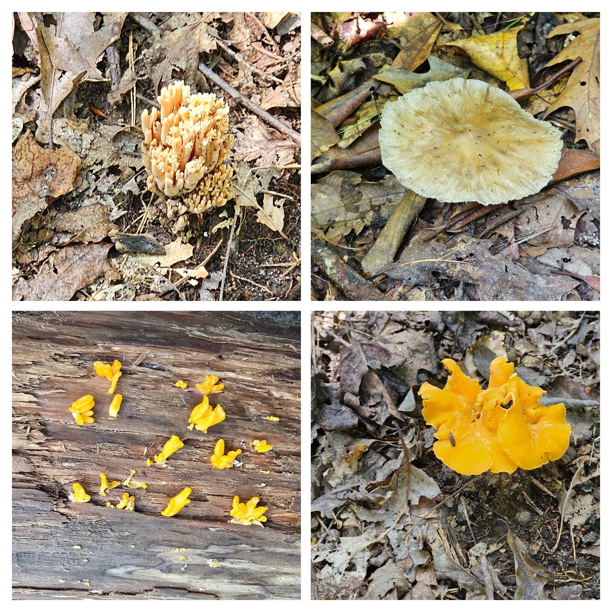 A number of interesting fungi.