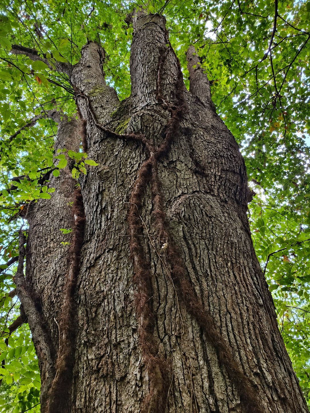 This massive oak tree has some age  along with some loving poison ivy vines.