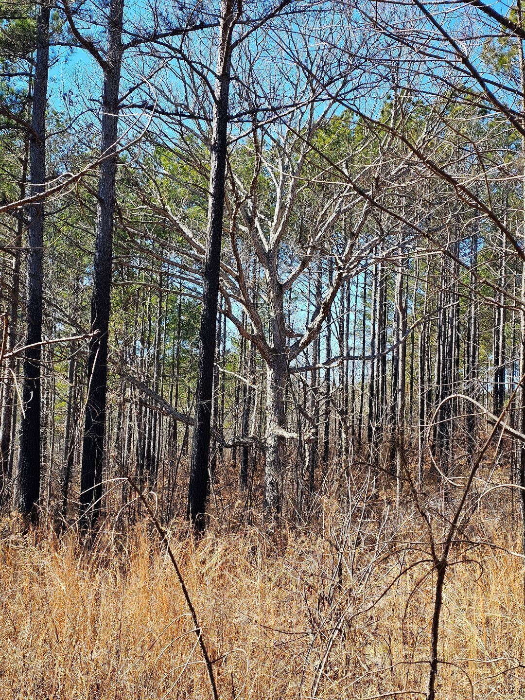 Just an interesting hardwood tree standing out in the pine forest as I headed back.