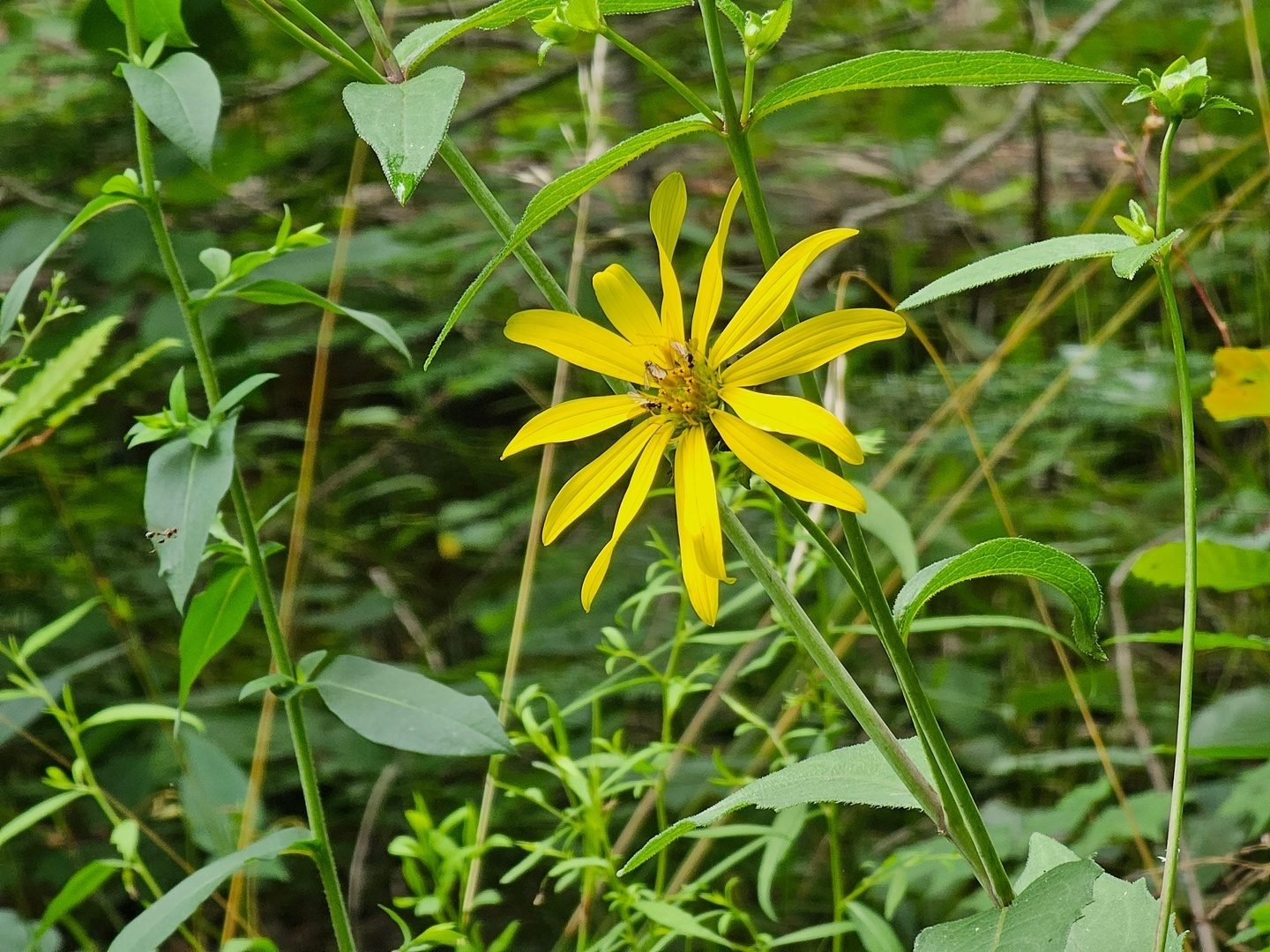 Could this be Starry rosinweed?