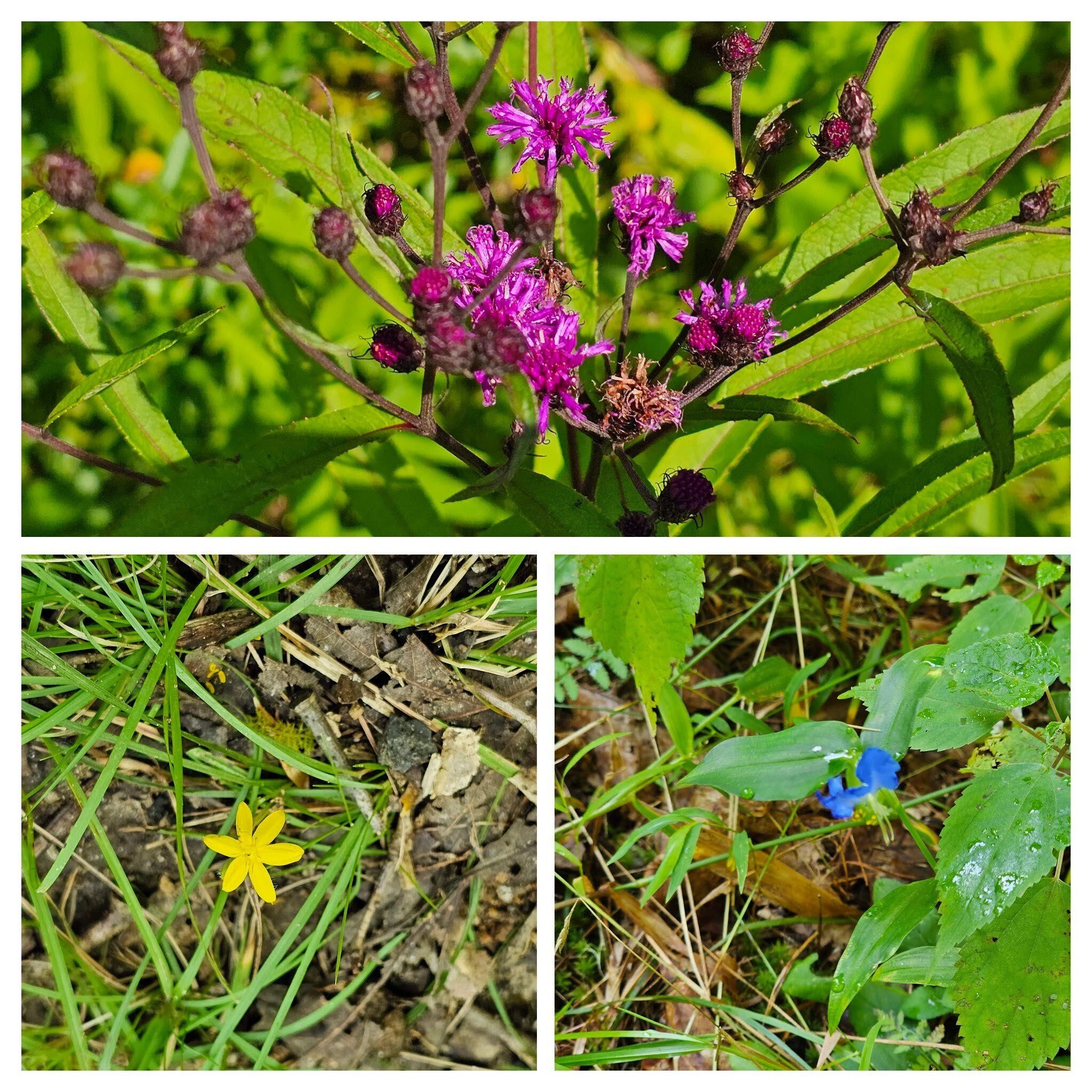 We finish our hike with more wildflowers: Top: New York ironweed; LR: Asiatic dayflower; LL: Yellow star-grass