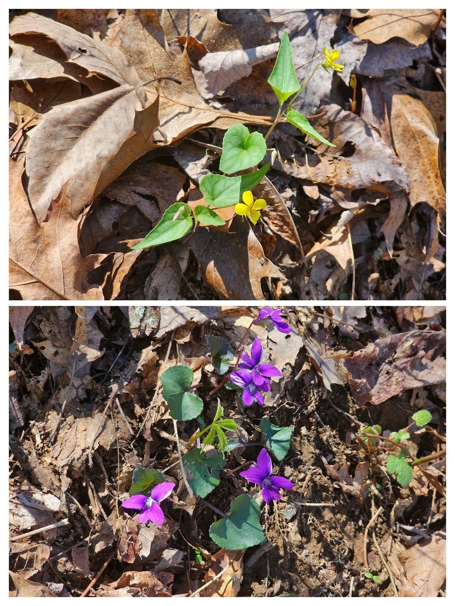 Lots of these Halberd-Leaf (top) and Common Blue (bottom)violets.