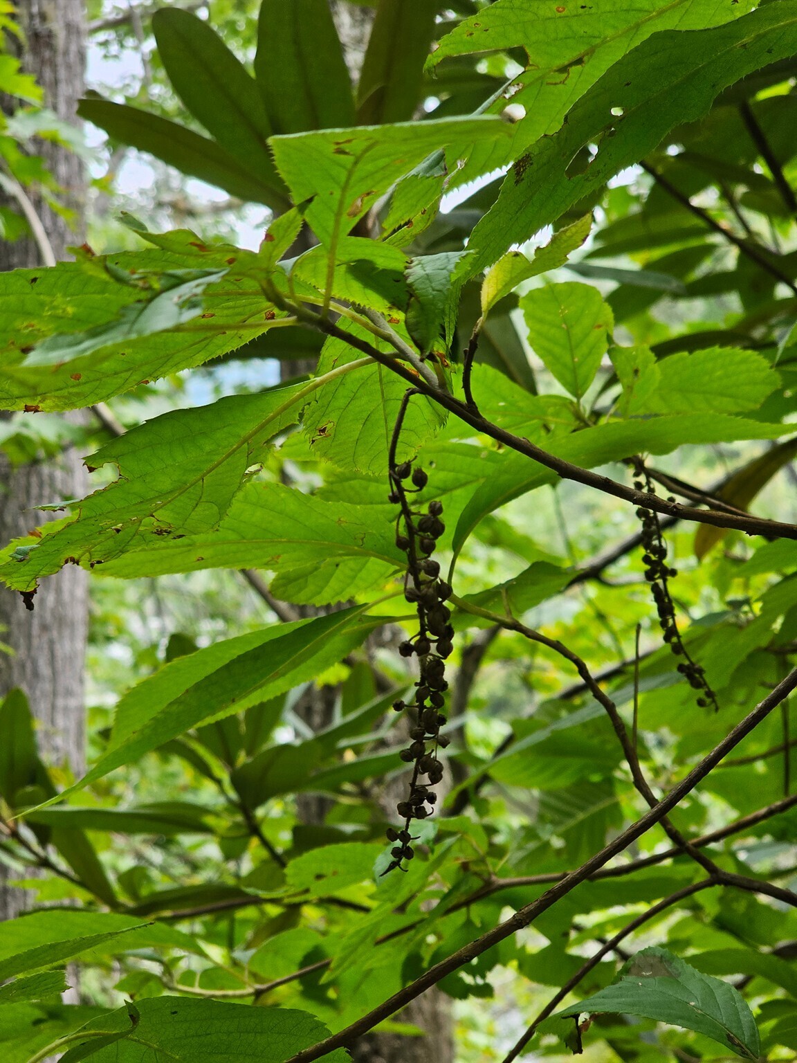 Not one, but two "what is it" questions today.  Mountain sweetpepperbush